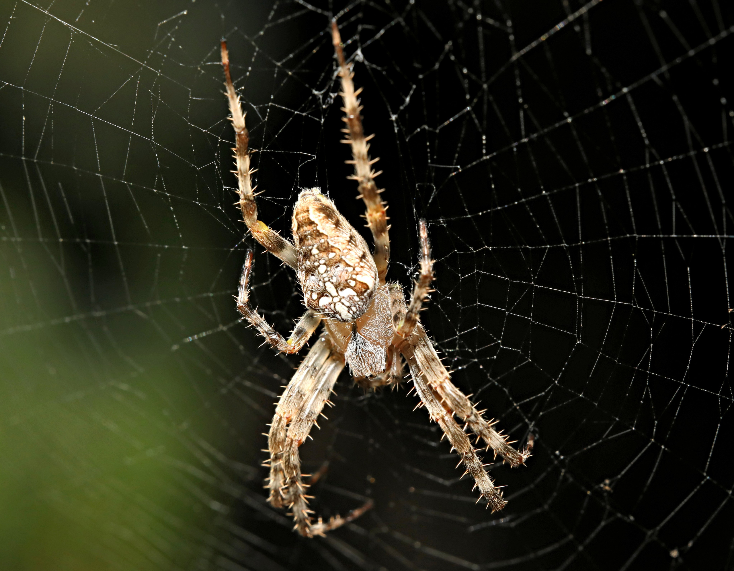 КУПИТЬ ФОТОГРАФИИ Мои проекты! Весенне-летняя акция! Все снимки по 10,00 рублей!. Фото-художник и Репортажный фотограф Николаев Александр Алексеевич