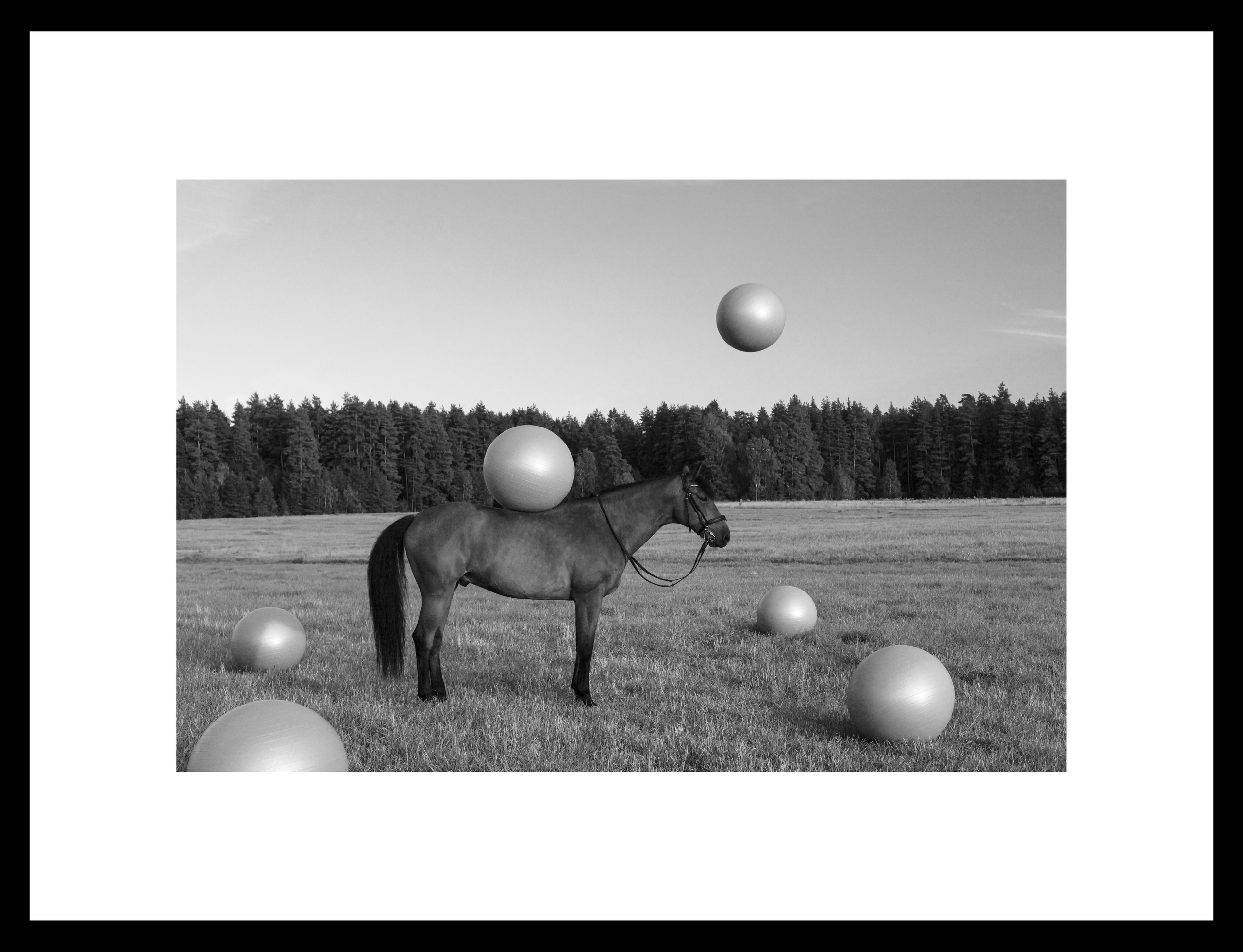 Между нами лошади