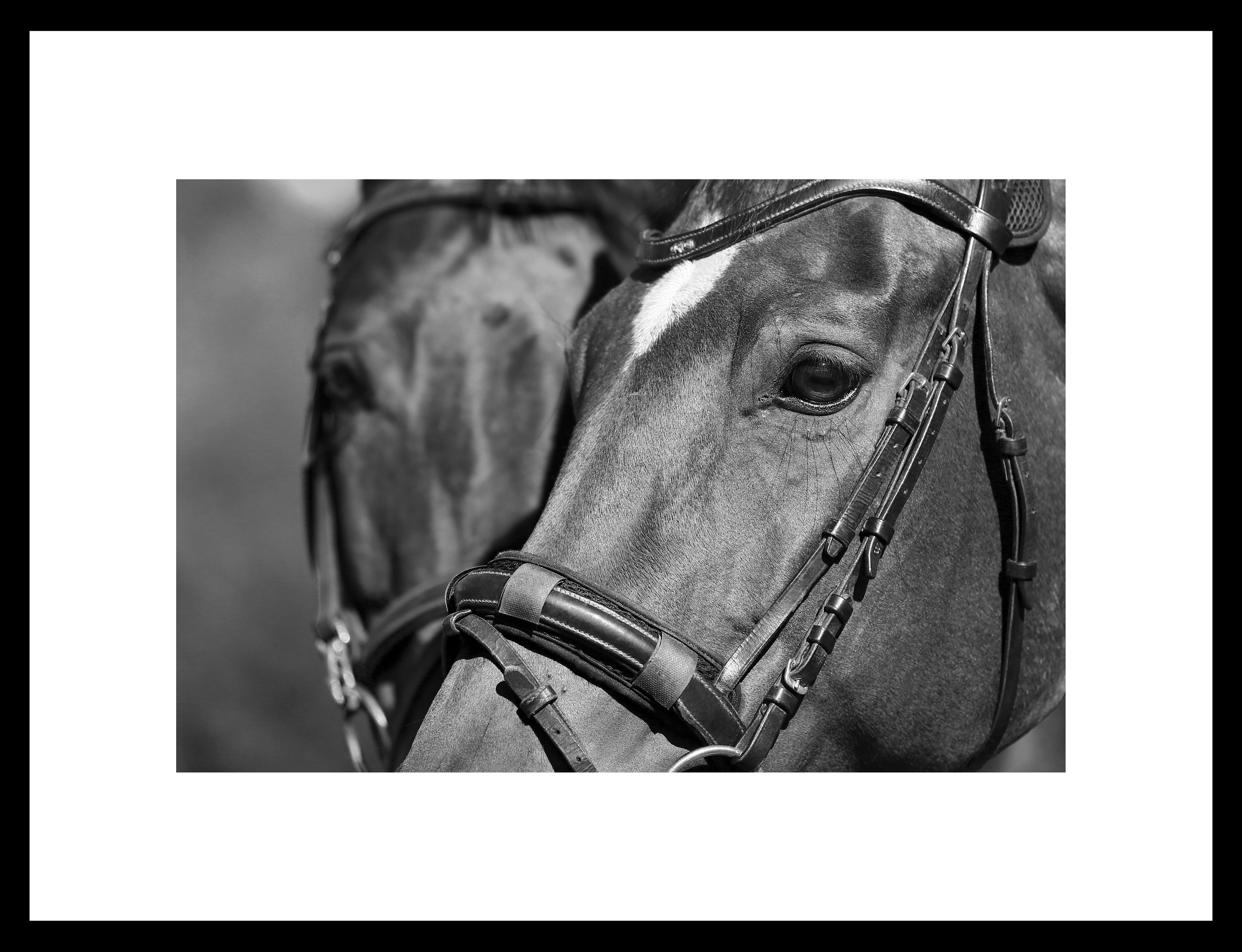 Между нами лошади