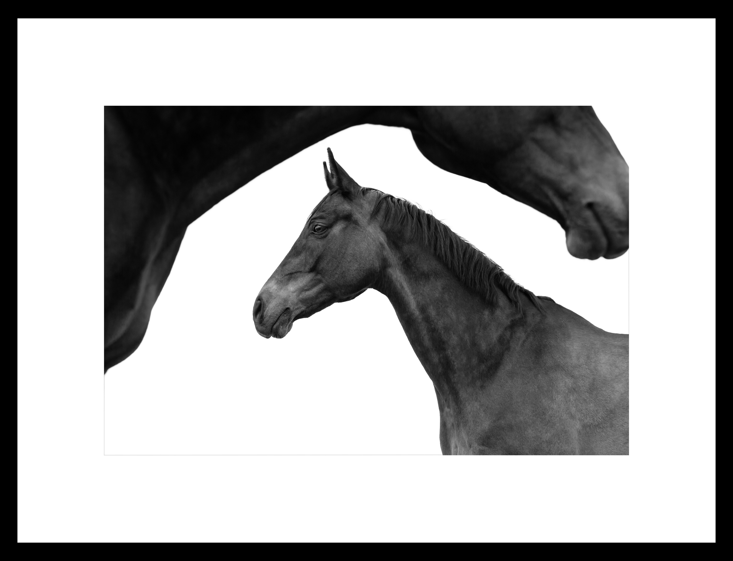 Между нами лошади