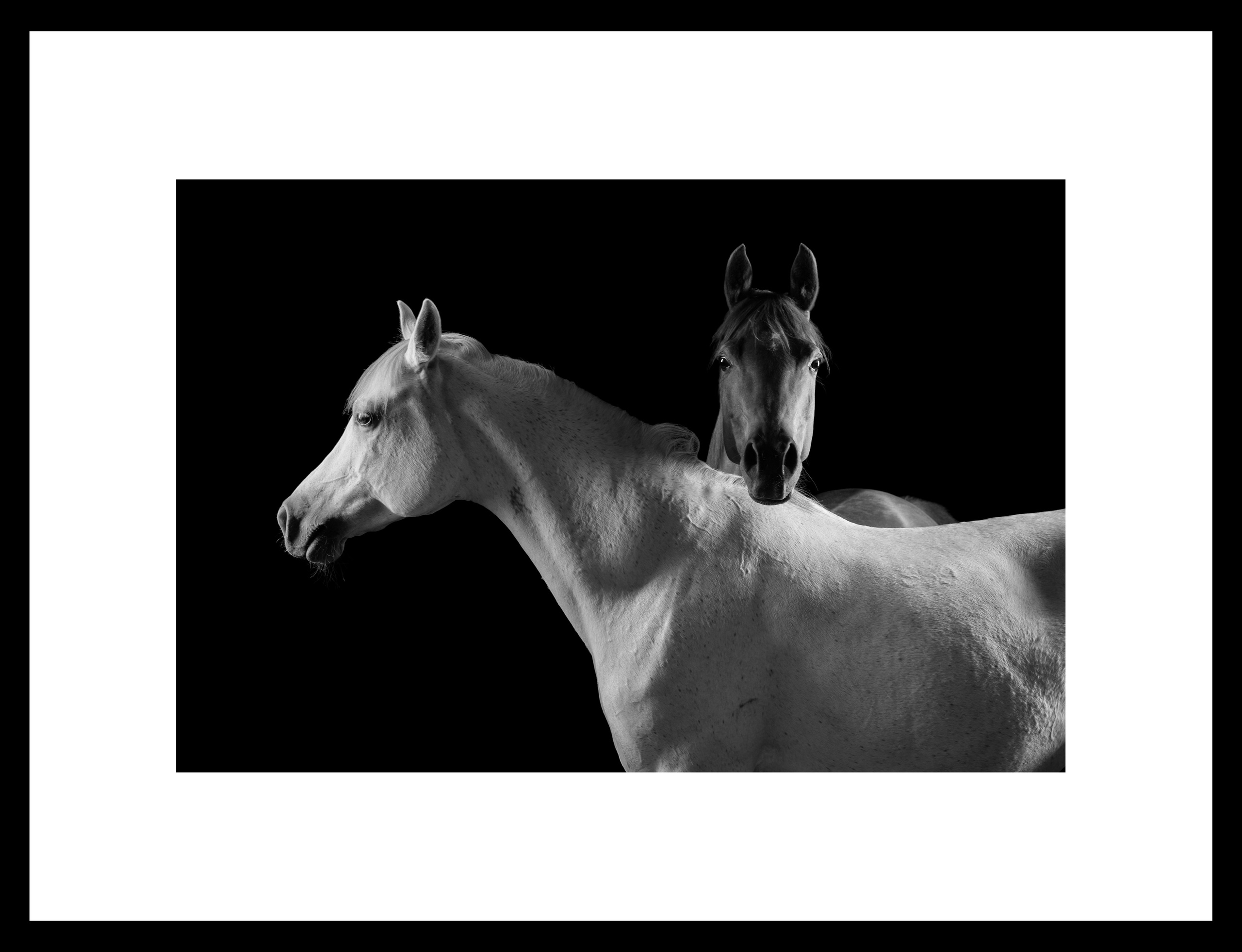 Между нами лошади