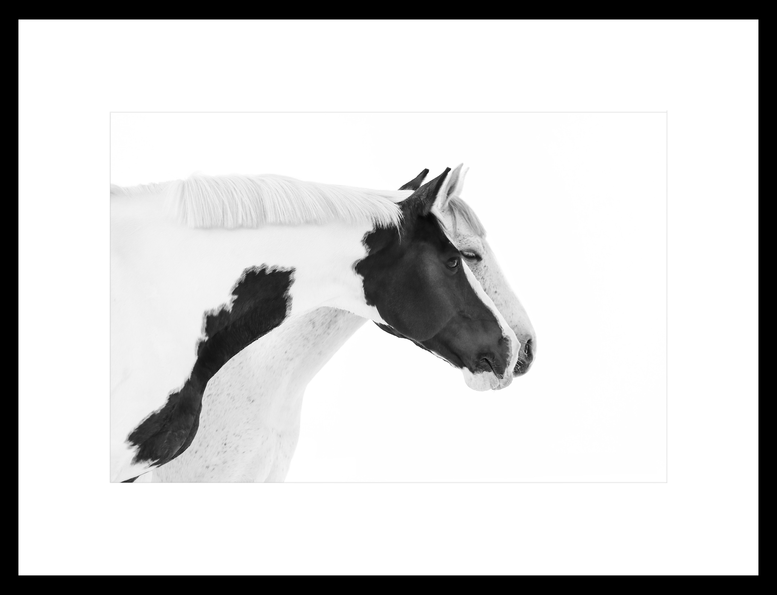 Между нами лошади