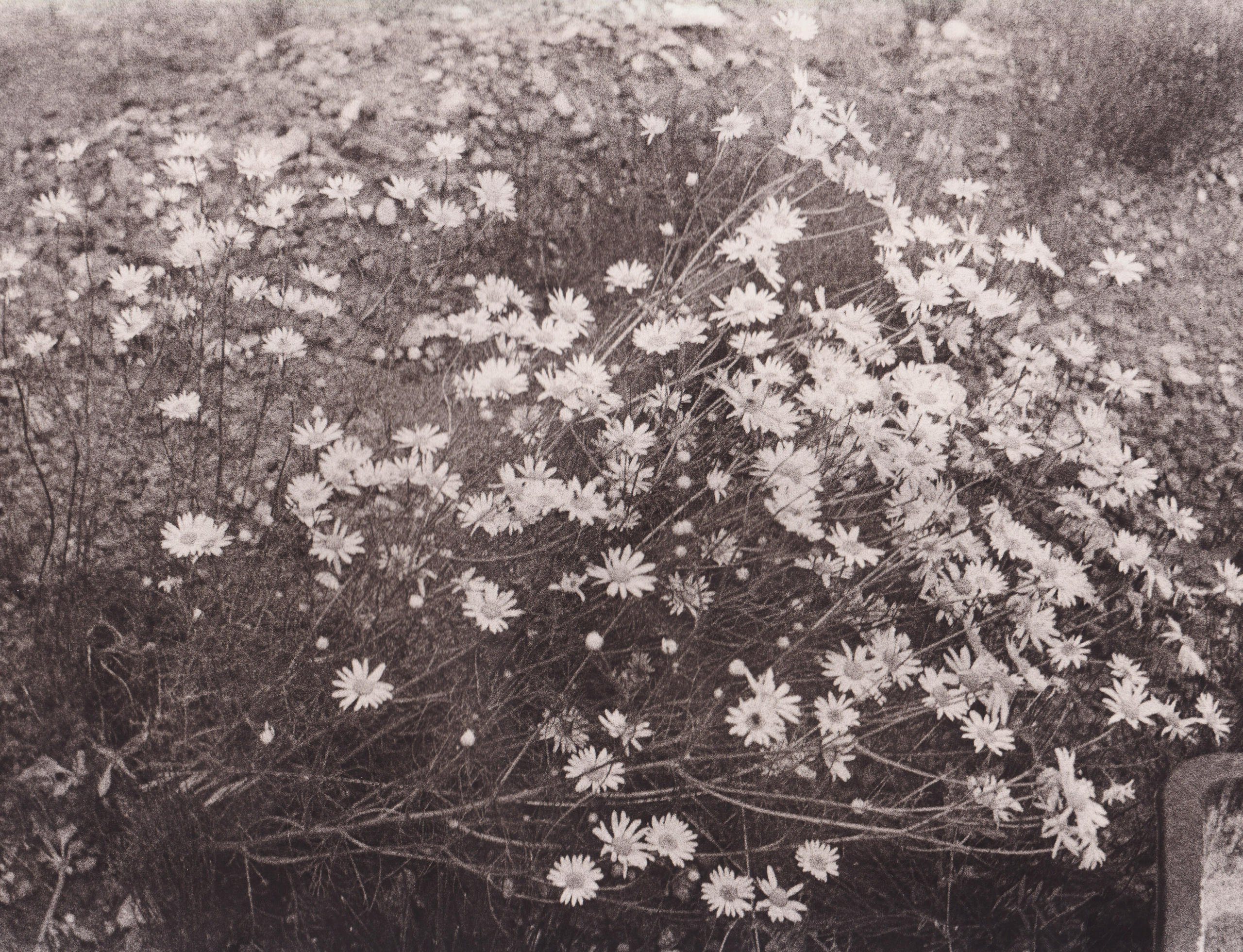 Ручные методы печати. Аналоговые отпечатки. Лит-печать. Татьяна Мищенко — фотохудожник. Междисциплинарный художник, основные медиумы: фотография, графика, коллаж. Портретный фотограф город Дубна