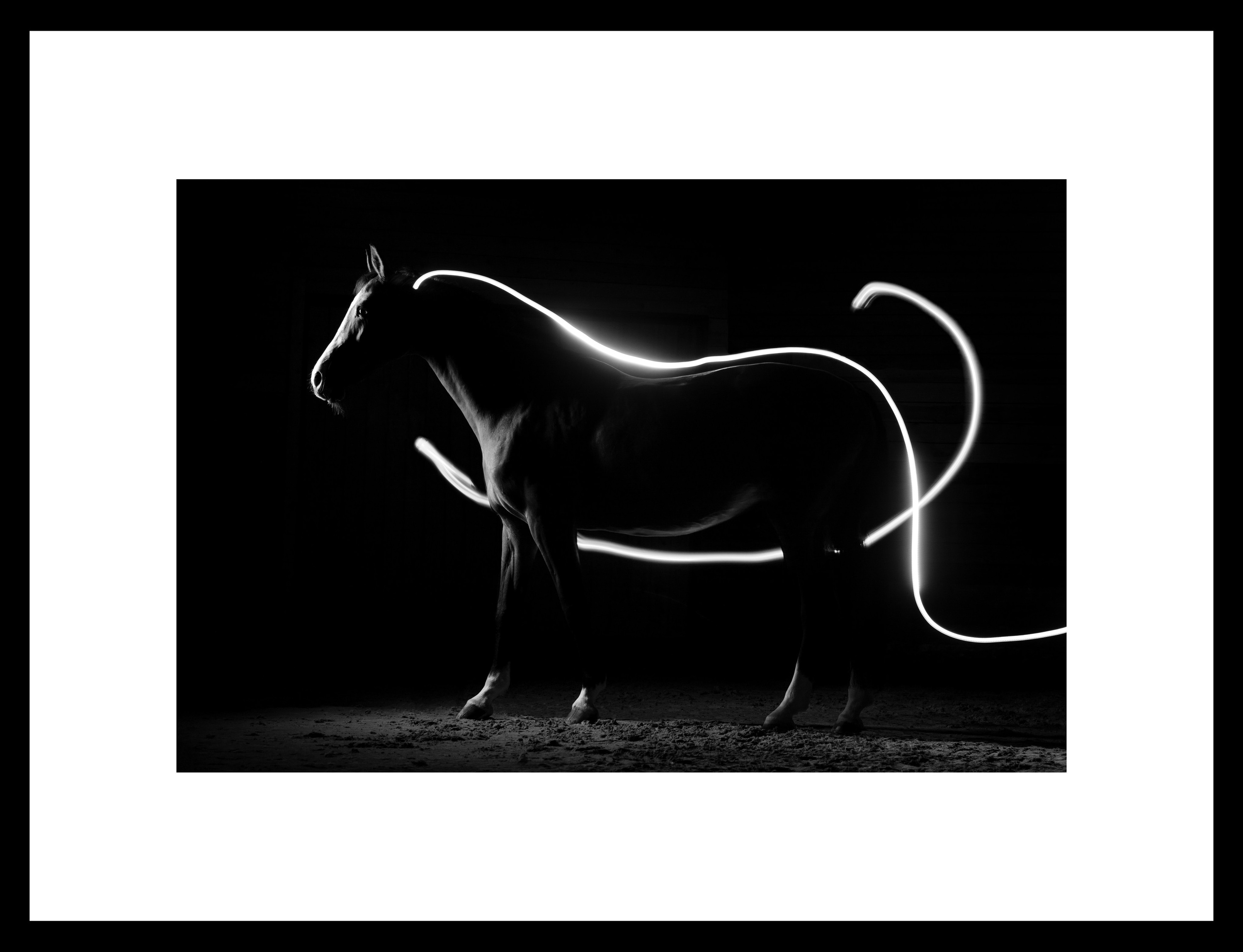 Между нами лошади