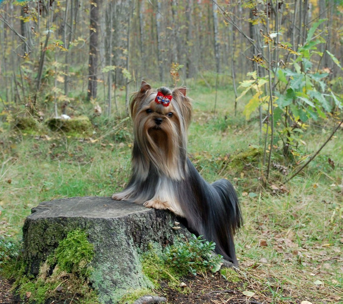 Xcalibr Stribrne Prani. Питомник Йоркширских терьеров Дэнстайл в Санкт-Петербурге заводчик Тих