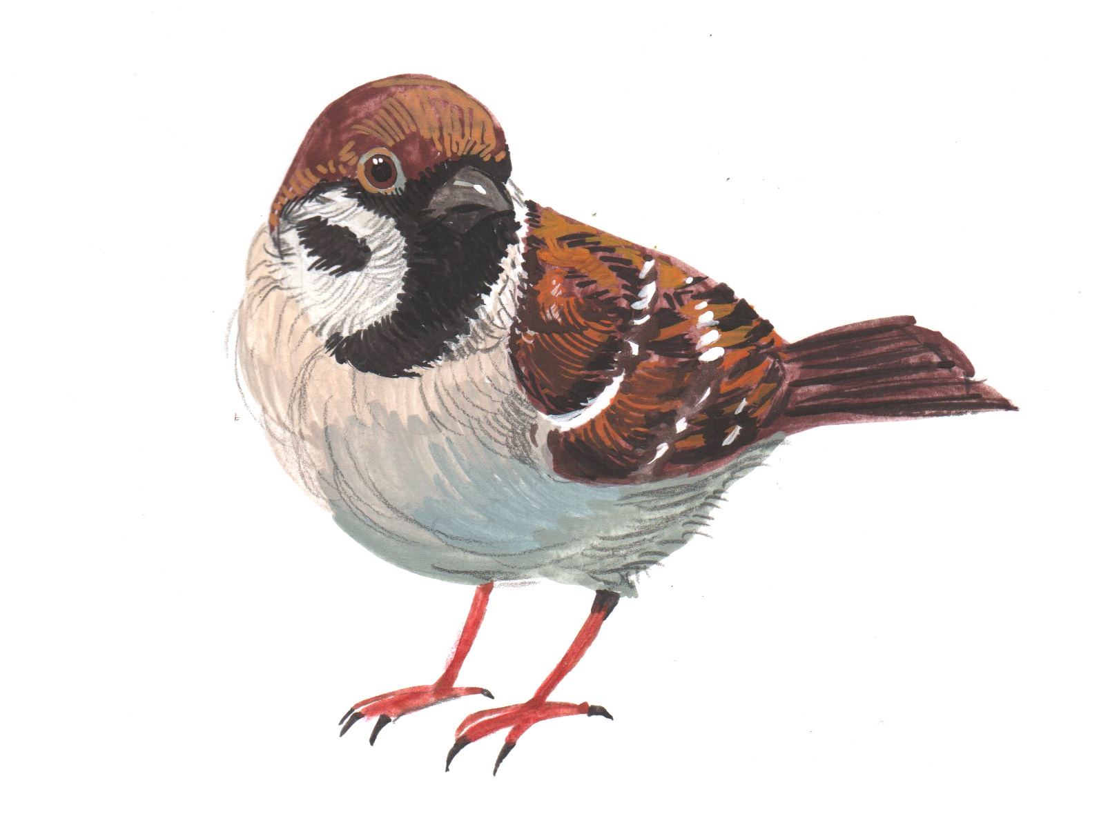 Как со мной связаться. Художник Анна Хопта