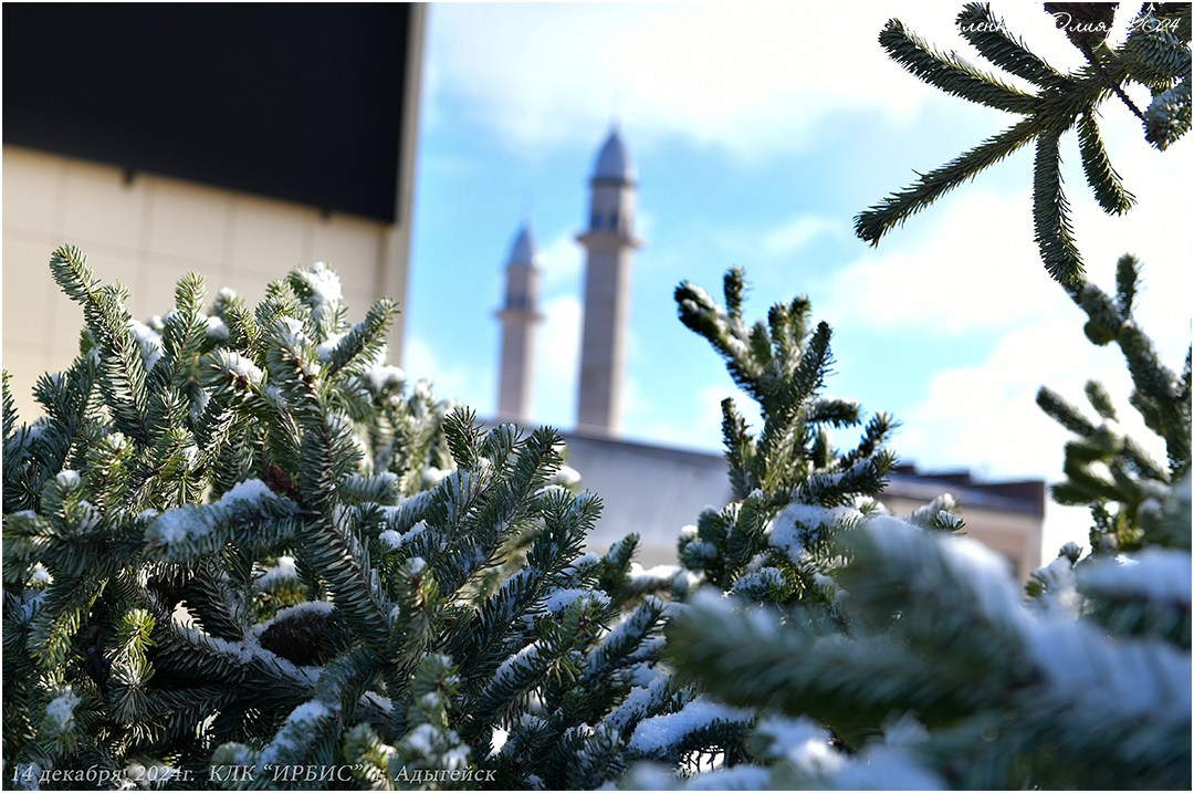 Международные выставки кошек 2024 г. Фотограф анималист | семейный Юлия Вакуленко, г. Краснодар