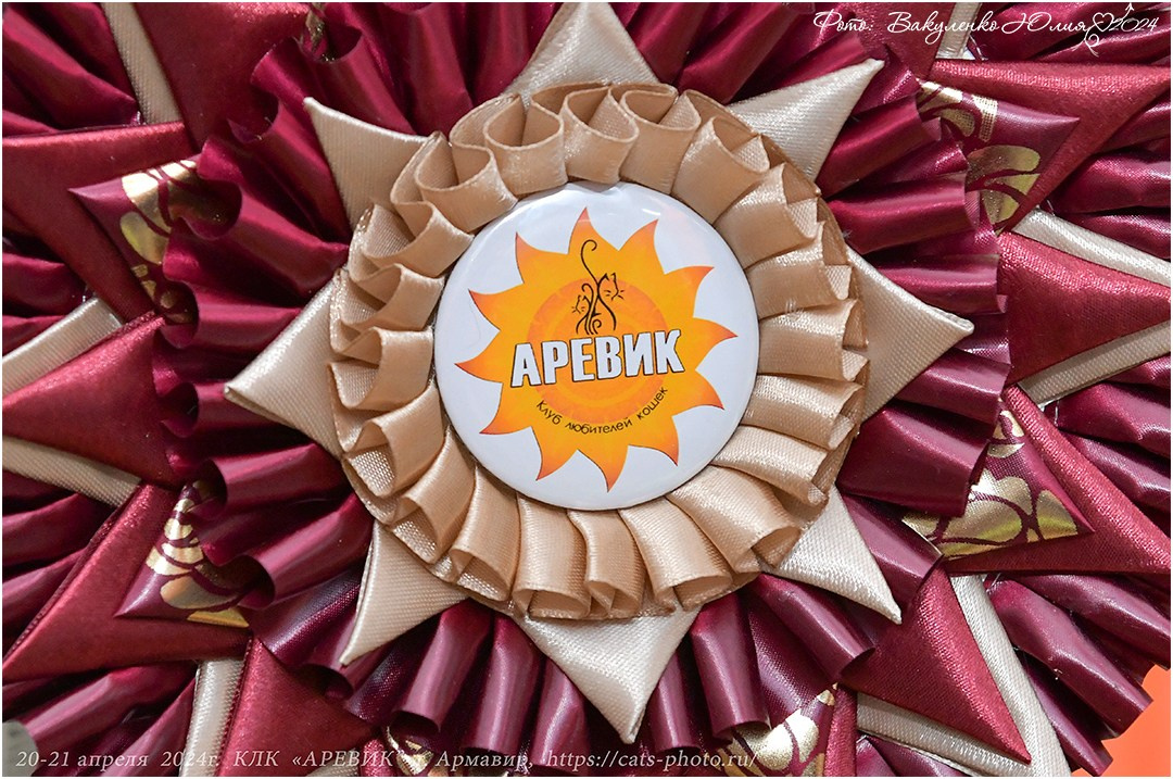 Международные выставки кошек 2024 г. Фотограф анималист | семейный Юлия Вакуленко, г. Краснодар