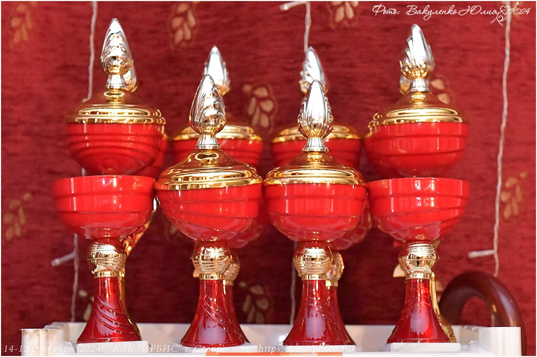 Международные выставки кошек 2024 г. Фотограф анималист | семейный Юлия Вакуленко, г. Краснодар