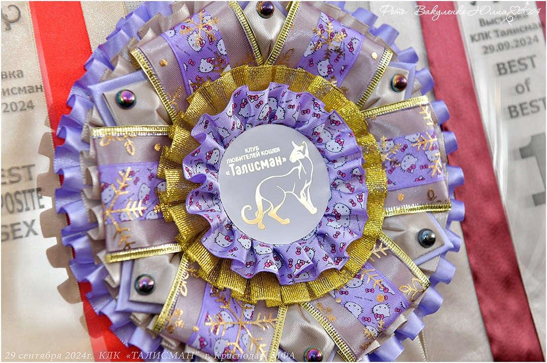Международные выставки кошек 2024 г. Фотограф анималист | семейный Юлия Вакуленко, г. Краснодар