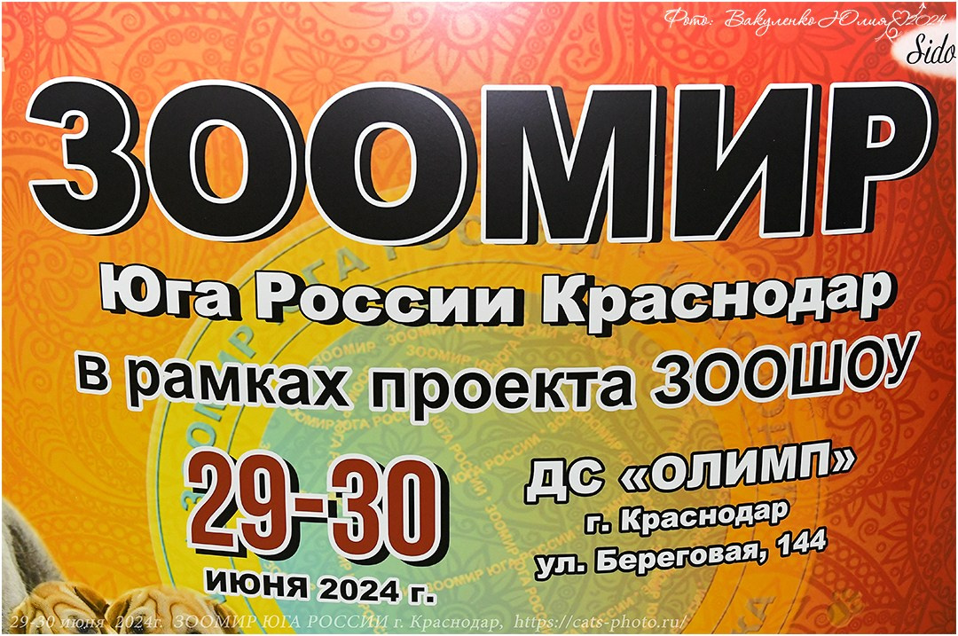 Международные выставки кошек 2024 г. Фотограф анималист | семейный Юлия Вакуленко, г. Краснодар