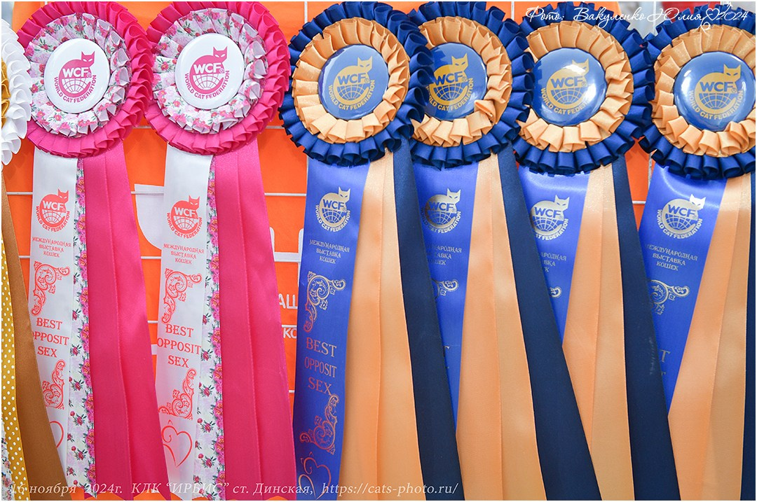 Международные выставки кошек 2024 г. Фотограф анималист | семейный Юлия Вакуленко, г. Краснодар