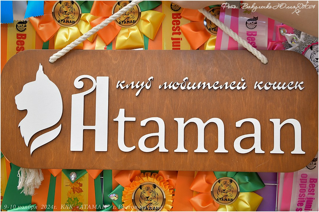 Международные выставки кошек 2024 г. Фотограф анималист | семейный Юлия Вакуленко, г. Краснодар