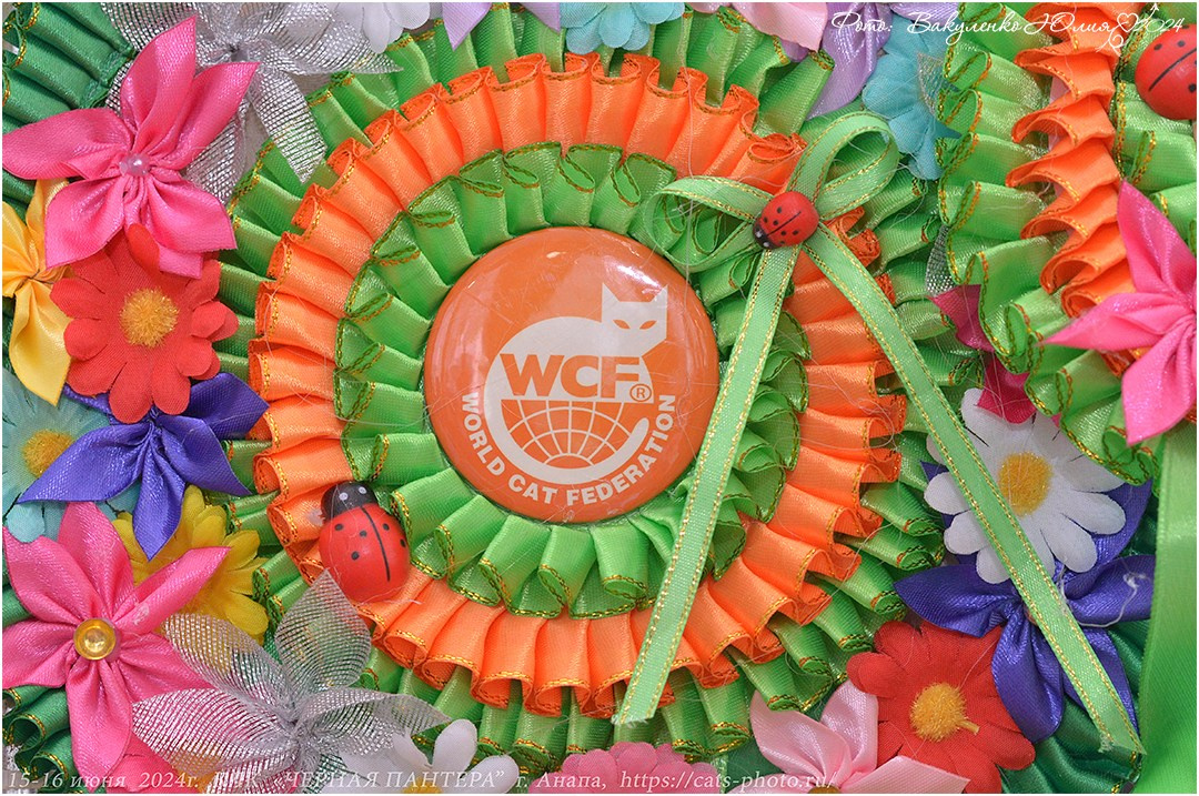 Международные выставки кошек 2024 г. Фотограф анималист | семейный Юлия Вакуленко, г. Краснодар
