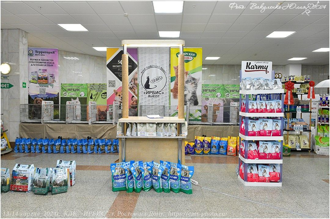 Международные выставки кошек 2024 г. Фотограф анималист | семейный Юлия Вакуленко, г. Краснодар