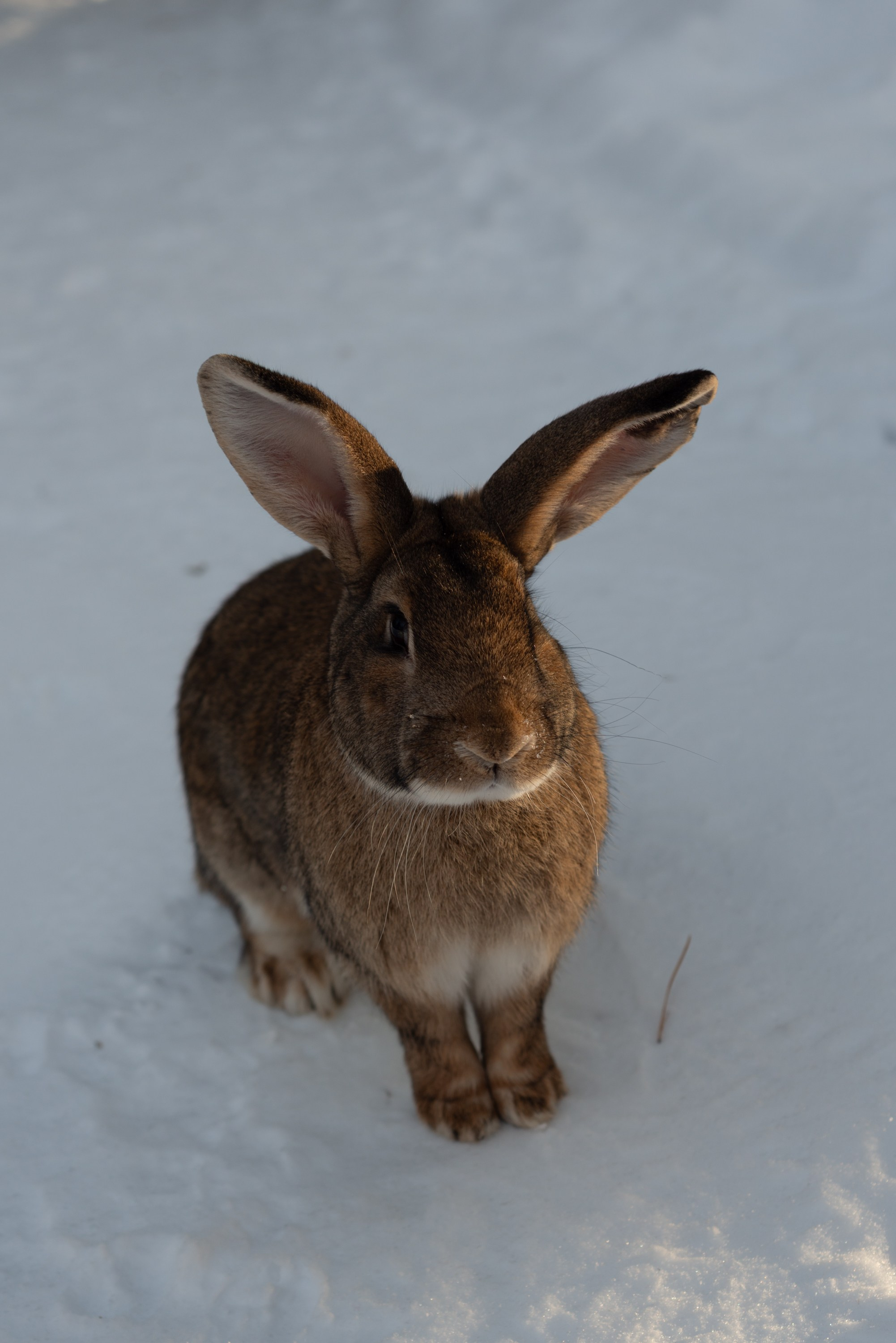 Лень. Домики. Зима. Начинающий фотограф-любитель Евгений Серебряков в Екатеринбурге