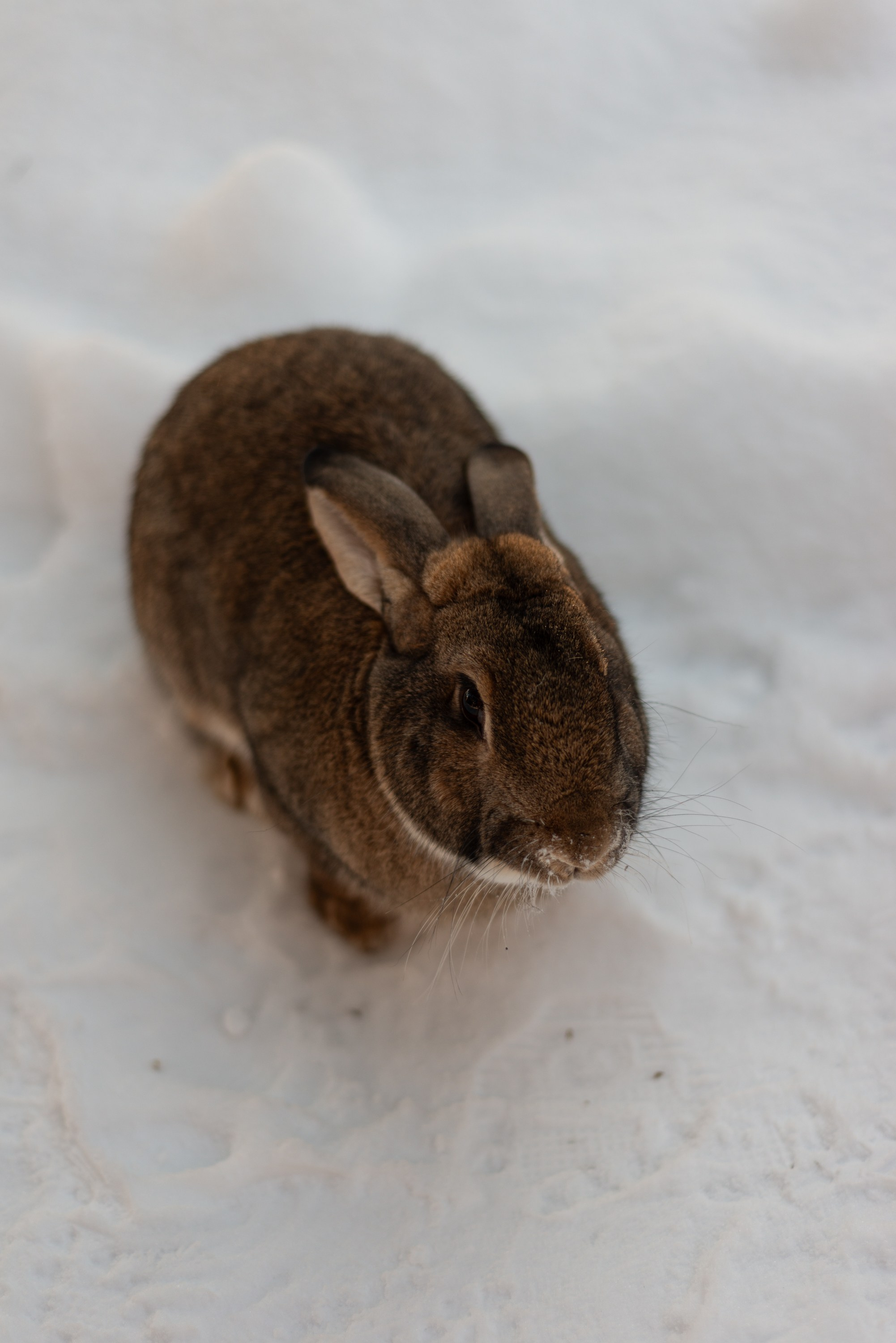 Лень. Домики. Зима. Начинающий фотограф-любитель Евгений Серебряков в Екатеринбурге