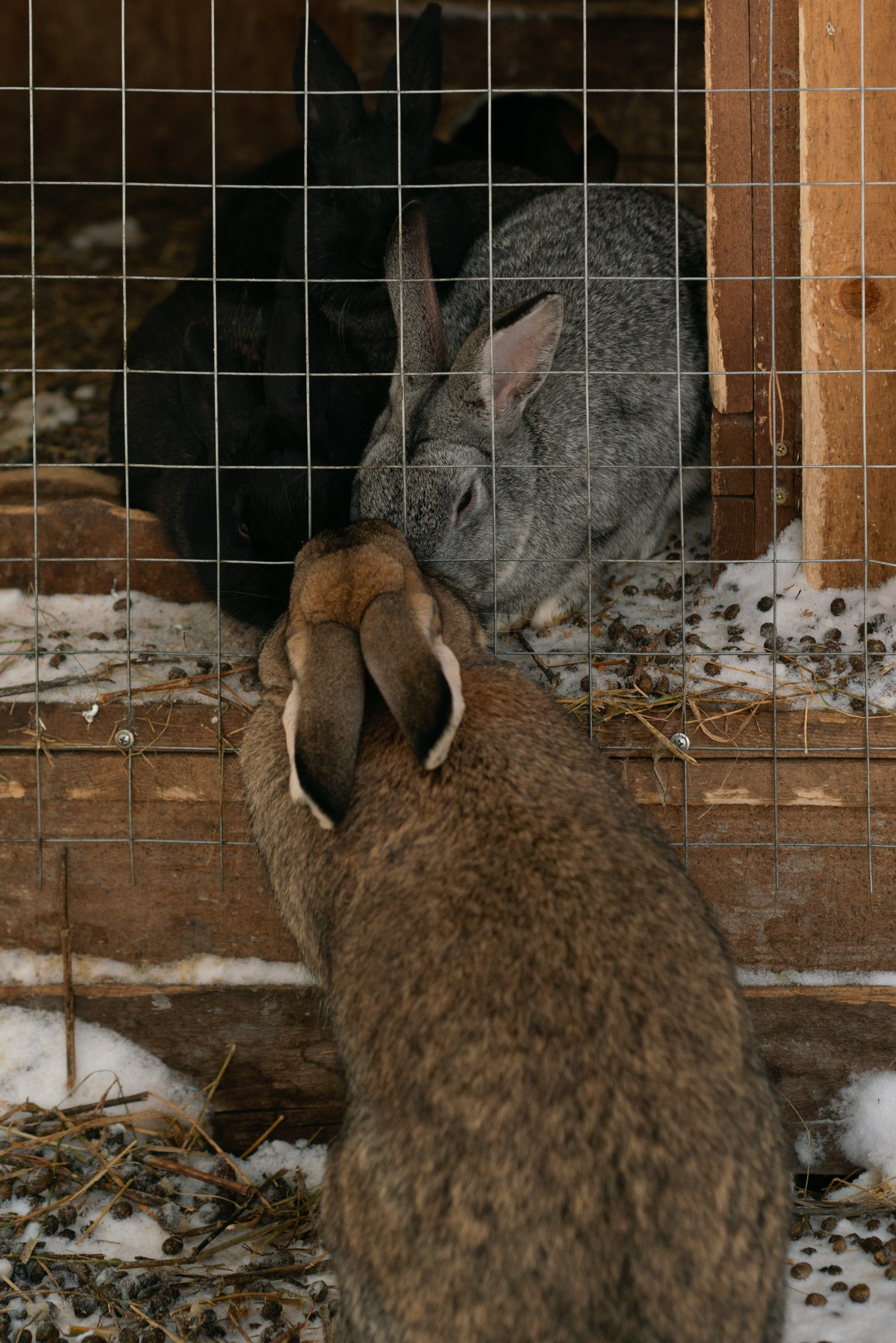 Лень. Домики. Зима. Начинающий фотограф-любитель Евгений Серебряков в Екатеринбурге