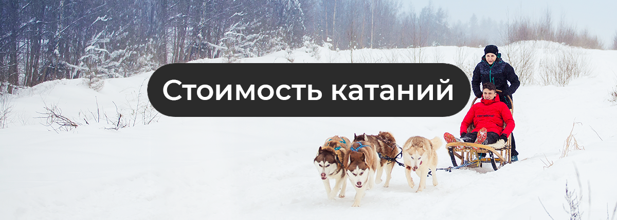 Катание на хаски в Спб