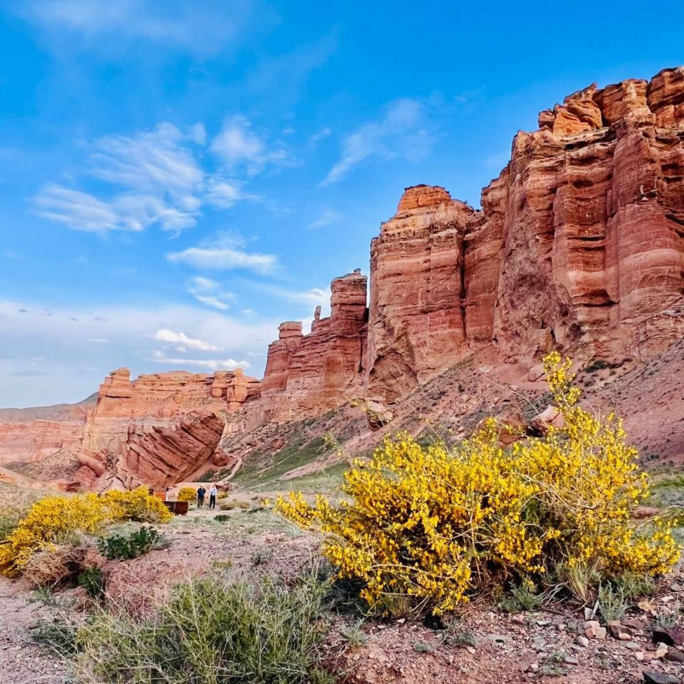 Скалистый Чарынский каньон в Казахстане с красными утёсами на фоне ярко-синего неба. На переднем плане жёлтые цветущие кустарники и зелёная растительность. Вдали видны люди, идущие по дорожке.