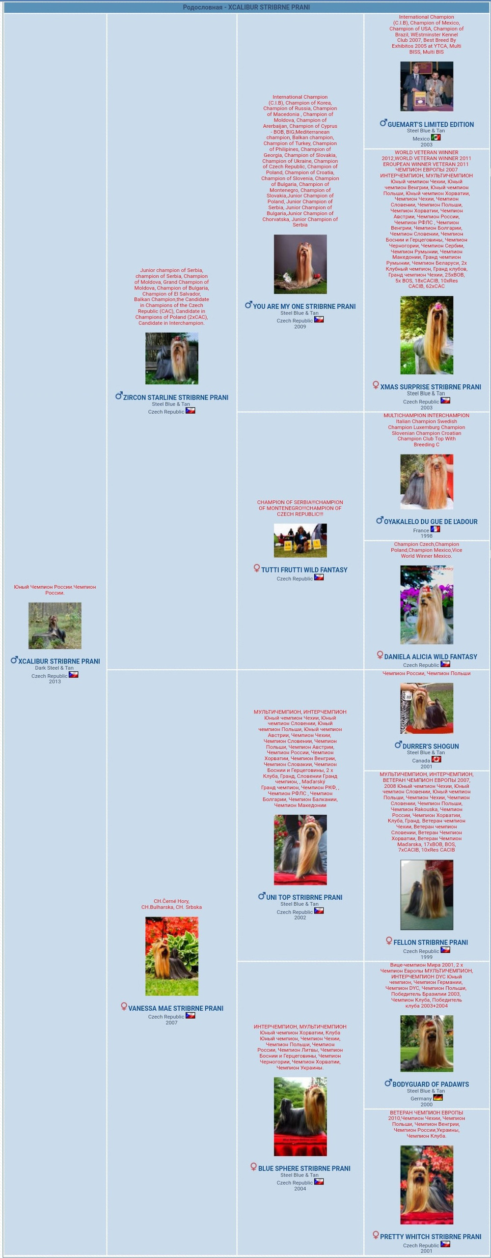 Xcalibr Stribrne Prani. Питомник Йоркширских терьеров Дэнстайл в Санкт-Петербурге заводчик Тих