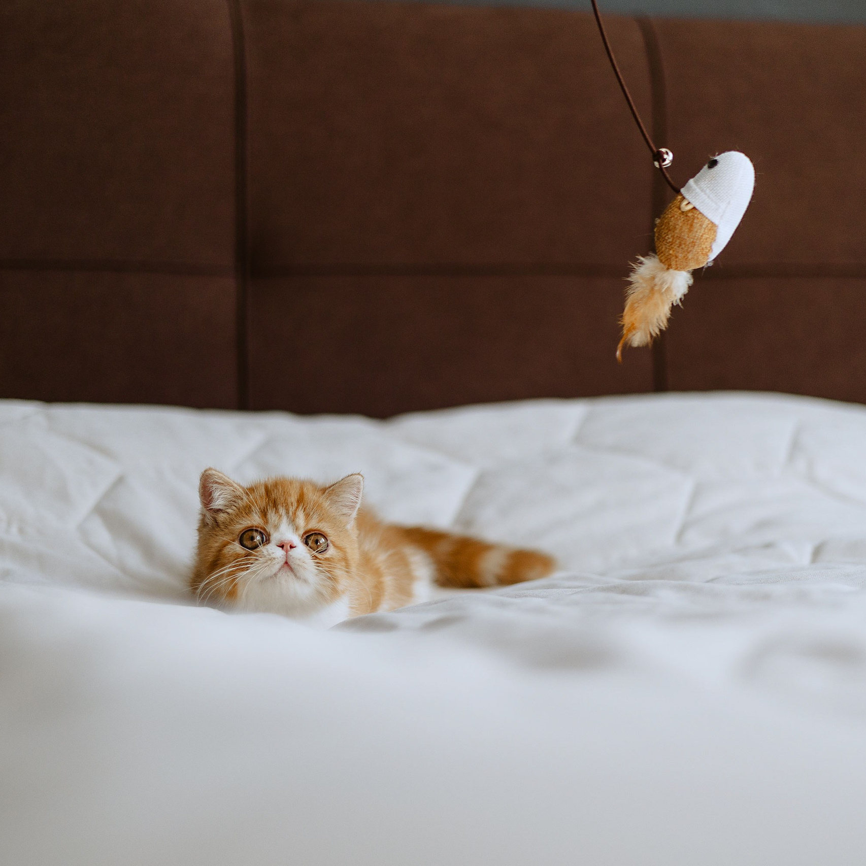 Контакты. Фотограф Анималист Екатерина Справцева в Нижнем Новгороде