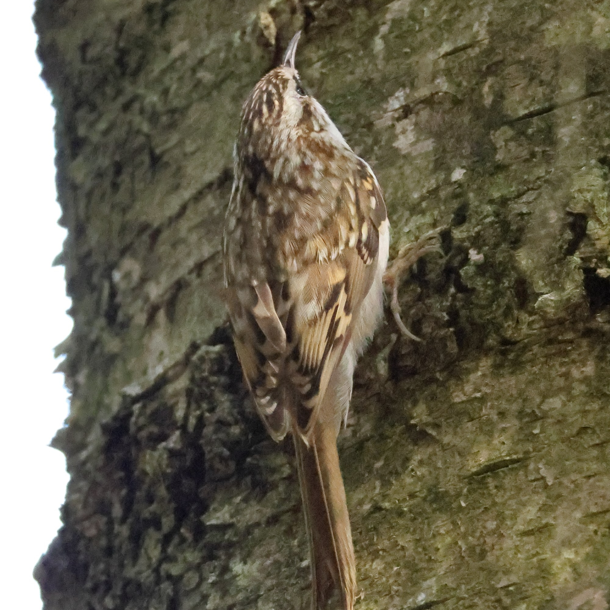 Утренний лес