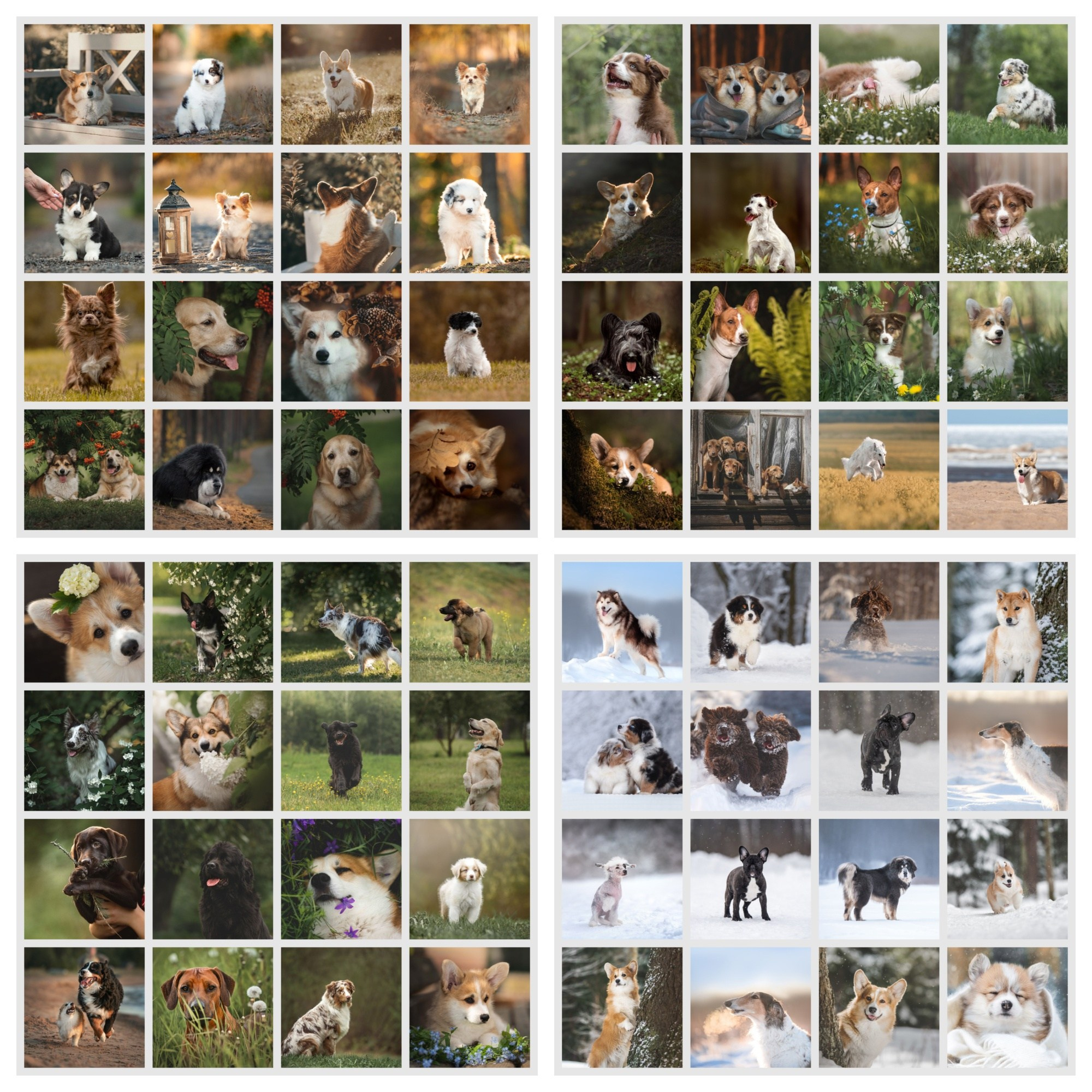 Контакты. Обучение анималистической фотографии