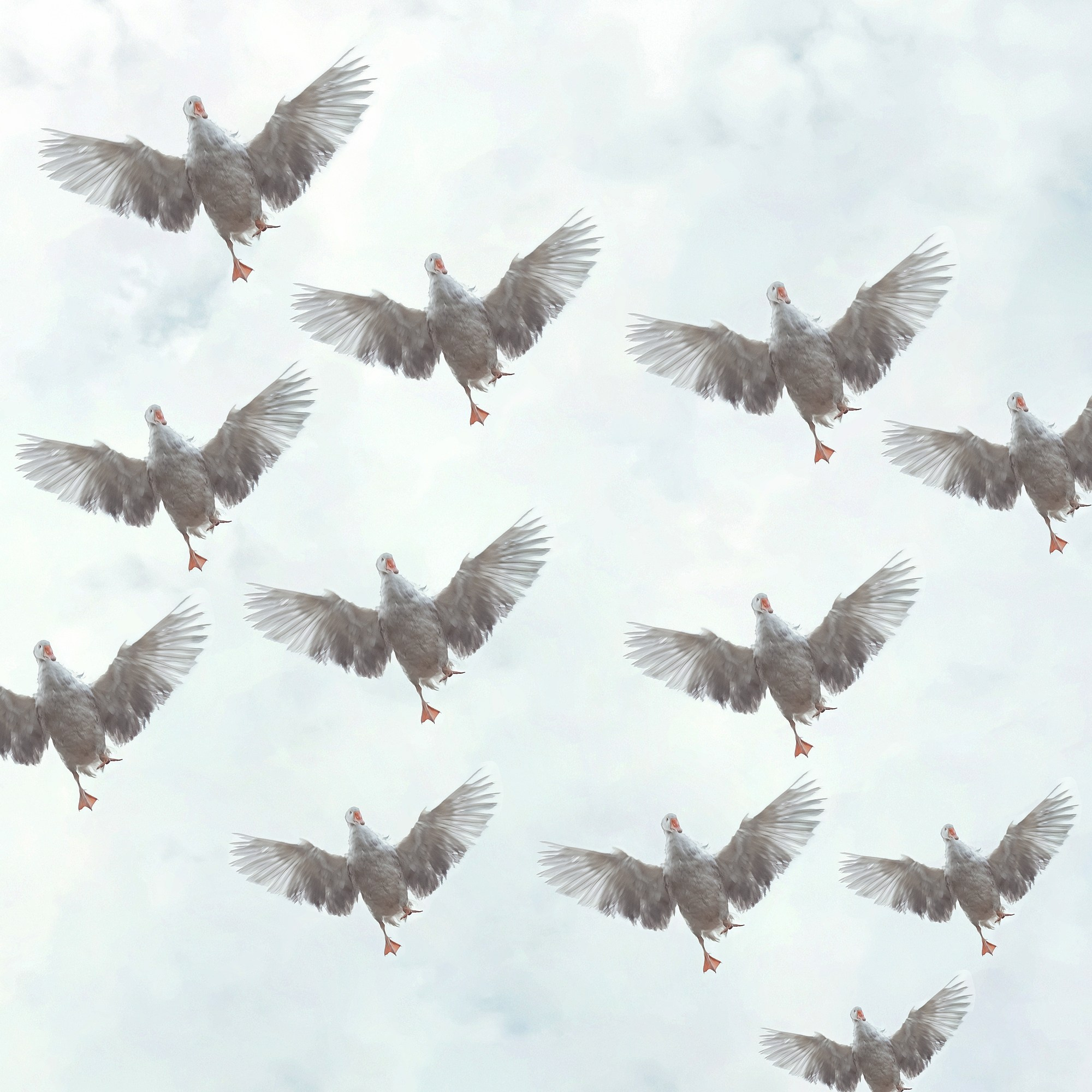 Принты / PRINTS. Visual artist Olga Burmistrova