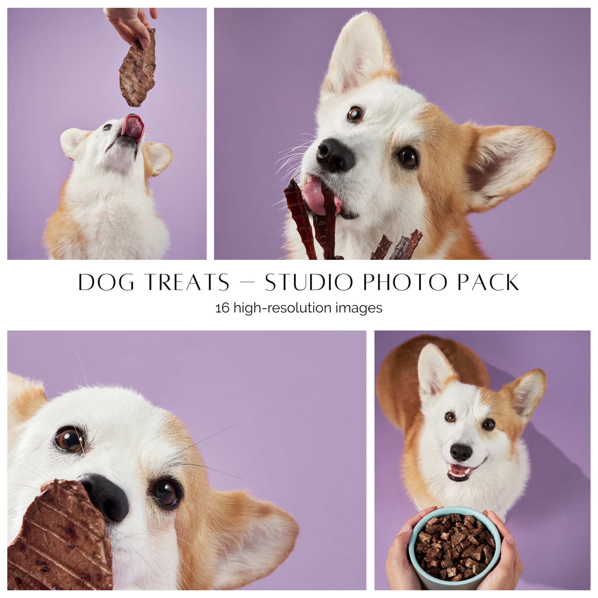 Commercial photography. Фотограф-анималист Аверьянова Анна — Художественная фотосъёмка собак