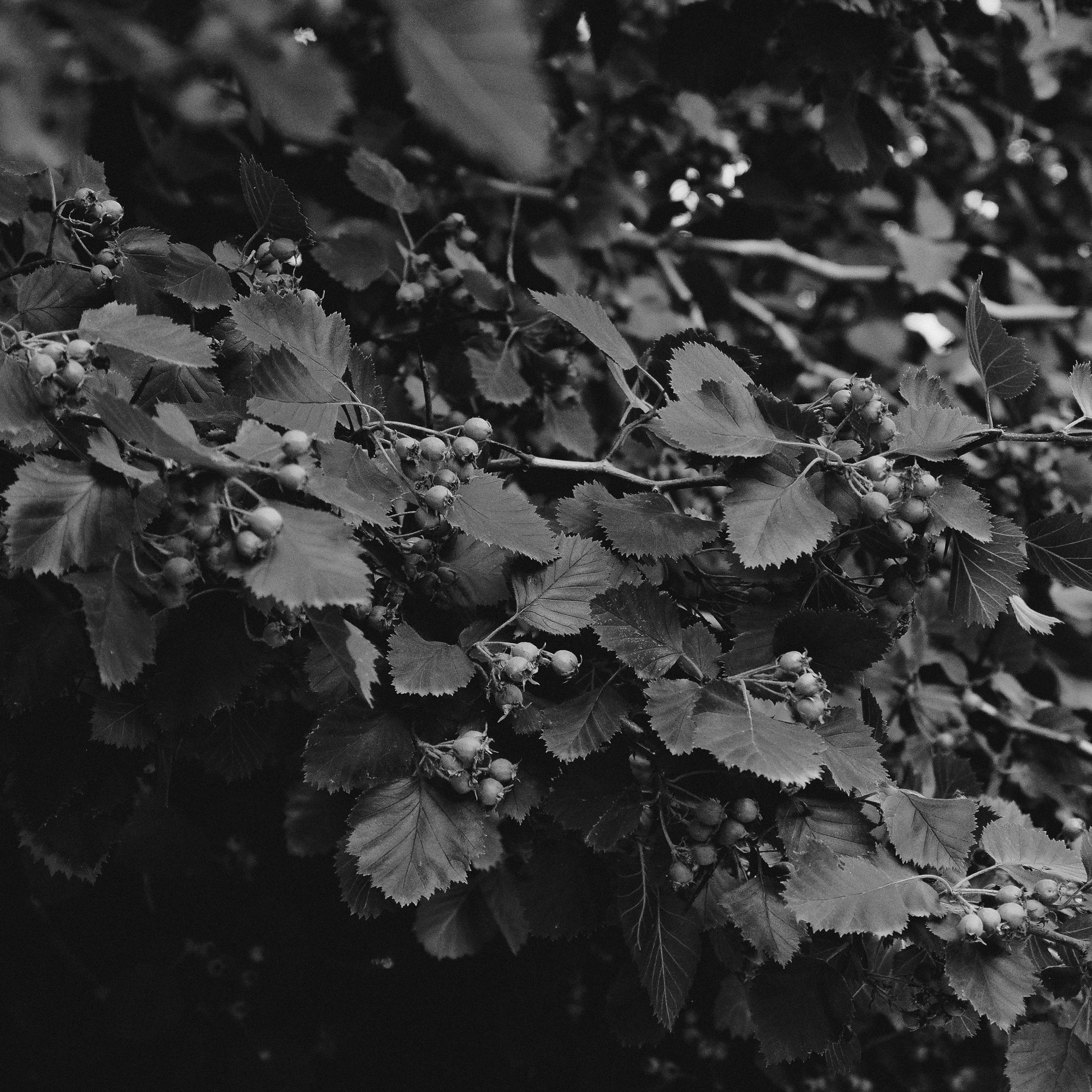 говорящие улицы Томск