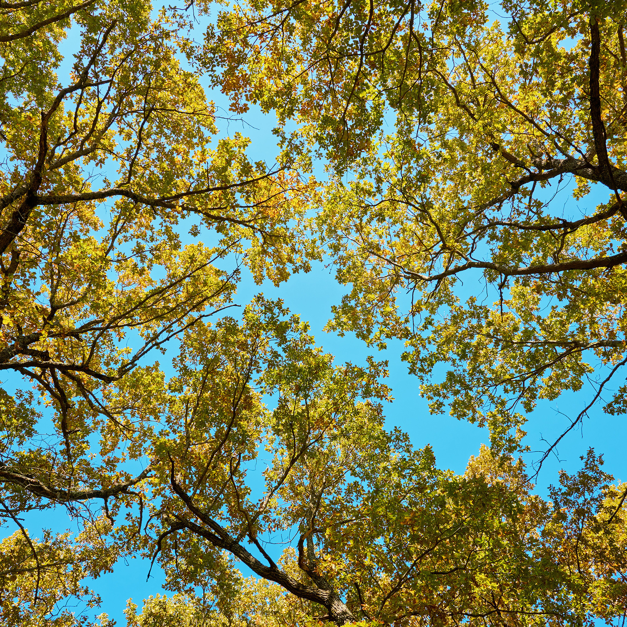 Работы, на дереве, холсте, стекле, которые можно приобрести. Яркие фото на Чёрном море