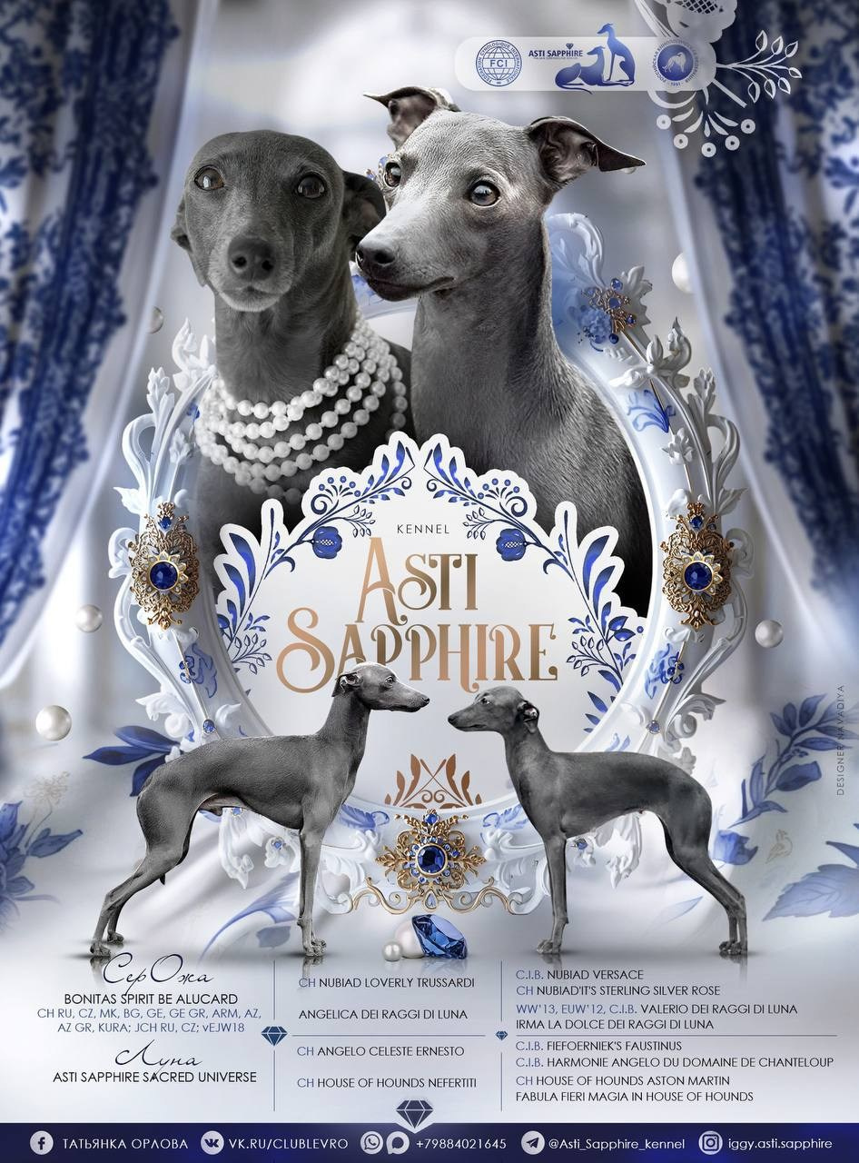 Будущие малыши. Профессиональный питомник левреток РКФ/FCI ASTI SAPPHIRE 💎 Сочи|Санкт-Петербург