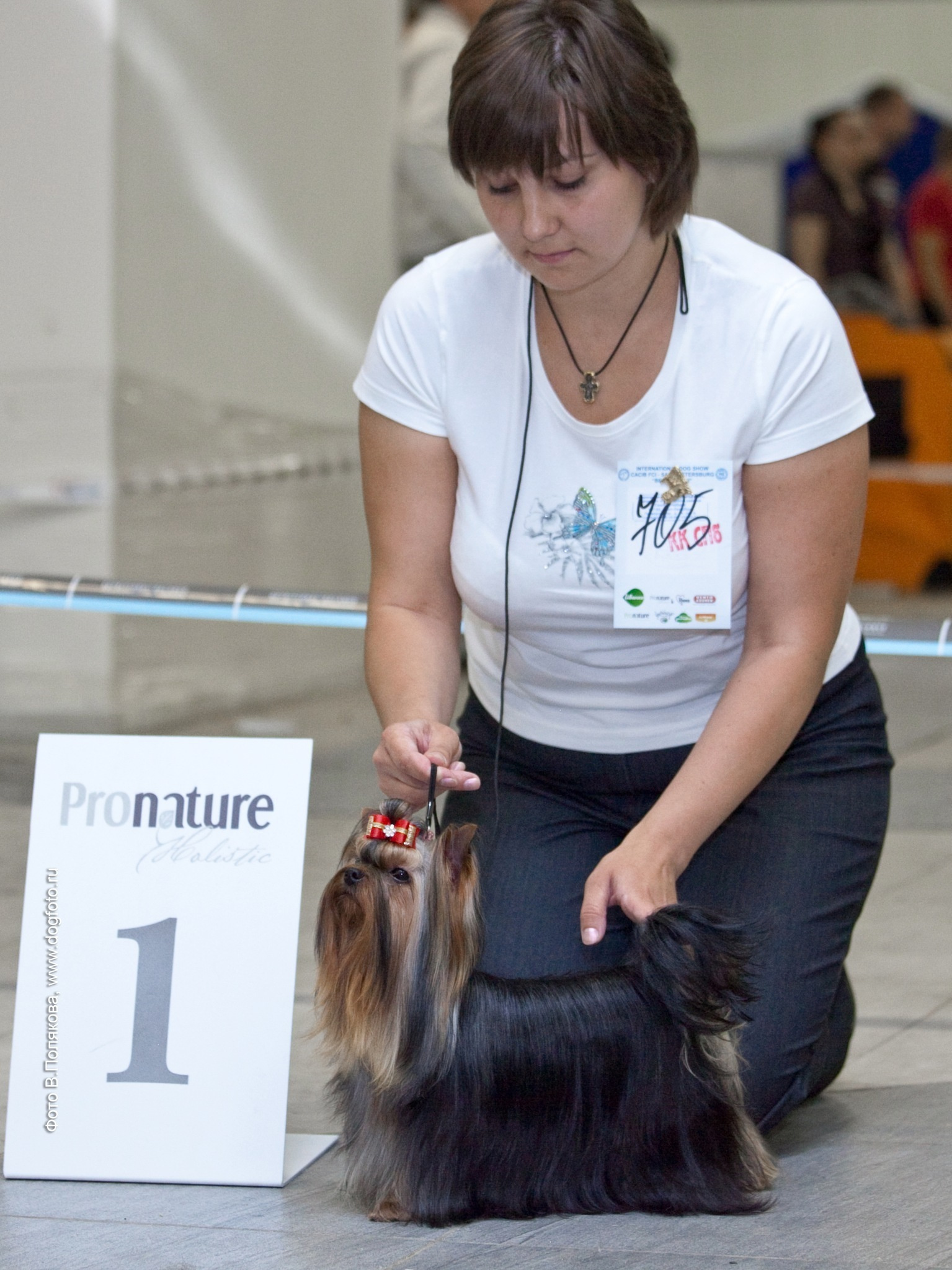 Dare To Dream Stribrne Prani. Питомник Йоркширских терьеров Дэнстайл в Санкт-Петербурге заводчик Тих