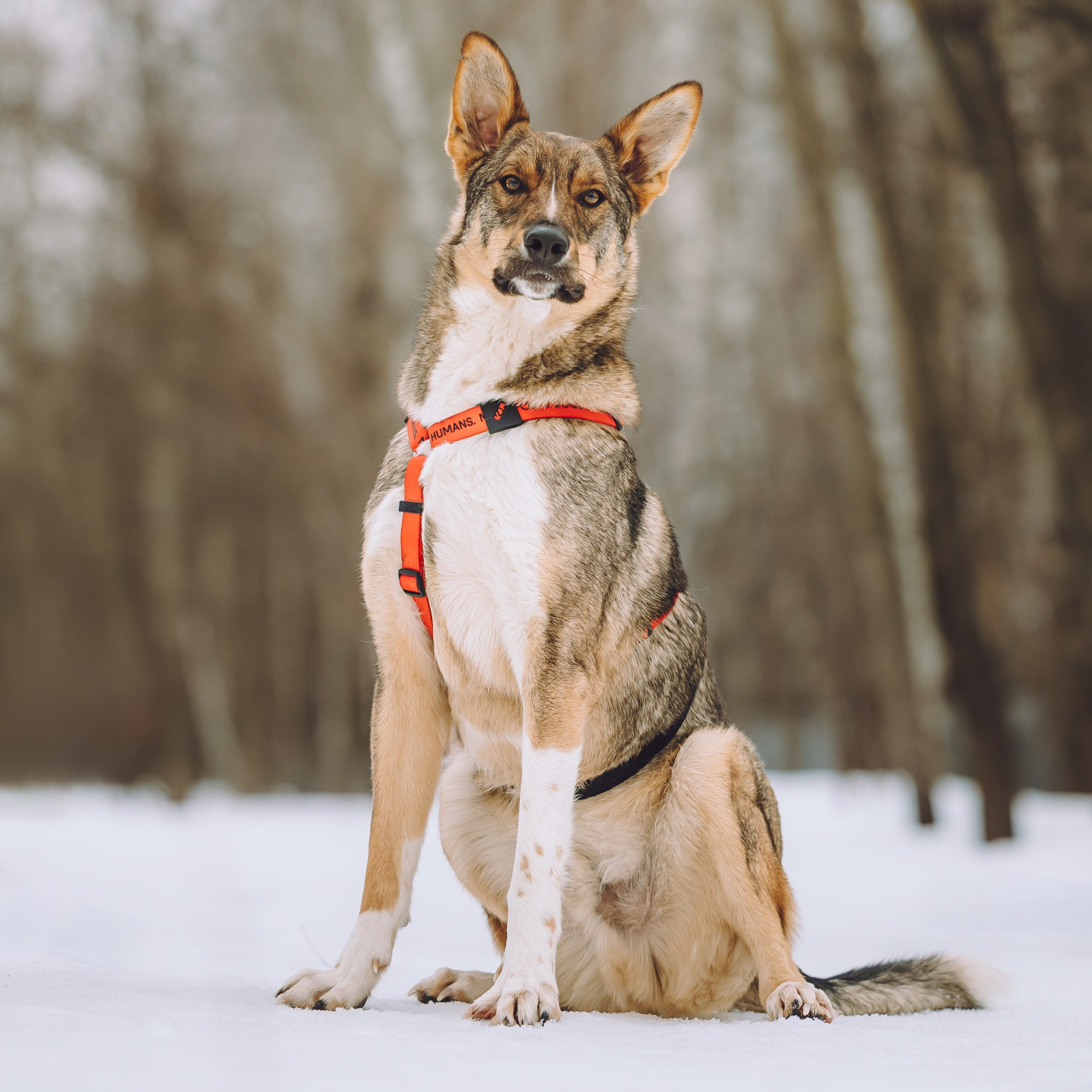 Ищут дом. Забери домой друга