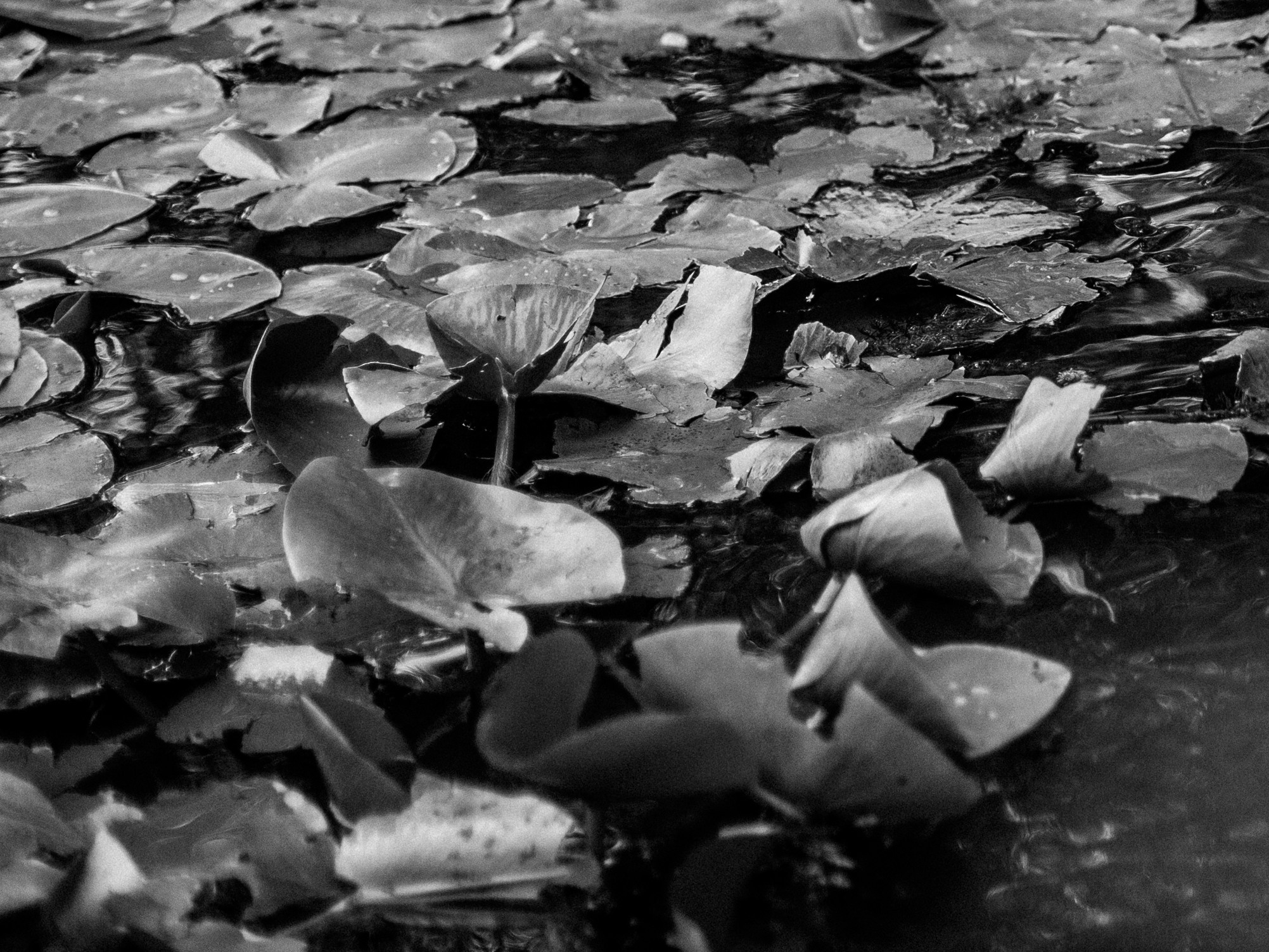 Ты красивая!. Света Полетаева Москва