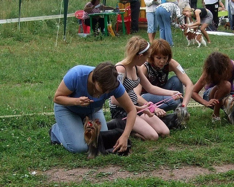 Under The Stars Stribrne Prani. Питомник Йоркширских терьеров Дэнстайл в Санкт-Петербурге заводчик Тих