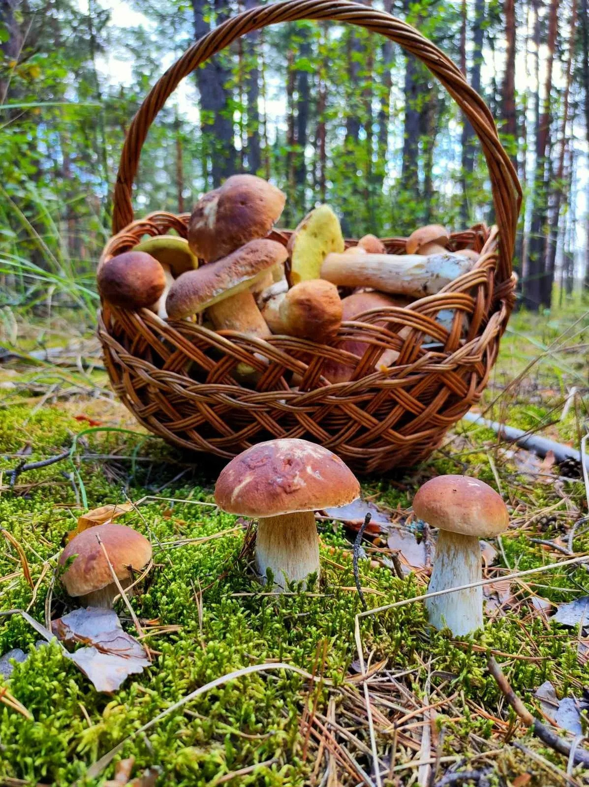 Бабье лето в Шалово-Парке: Рыбалка, грибы и тепло!. Оздоровительный комплекс Шалово-парк Серебряные ключи