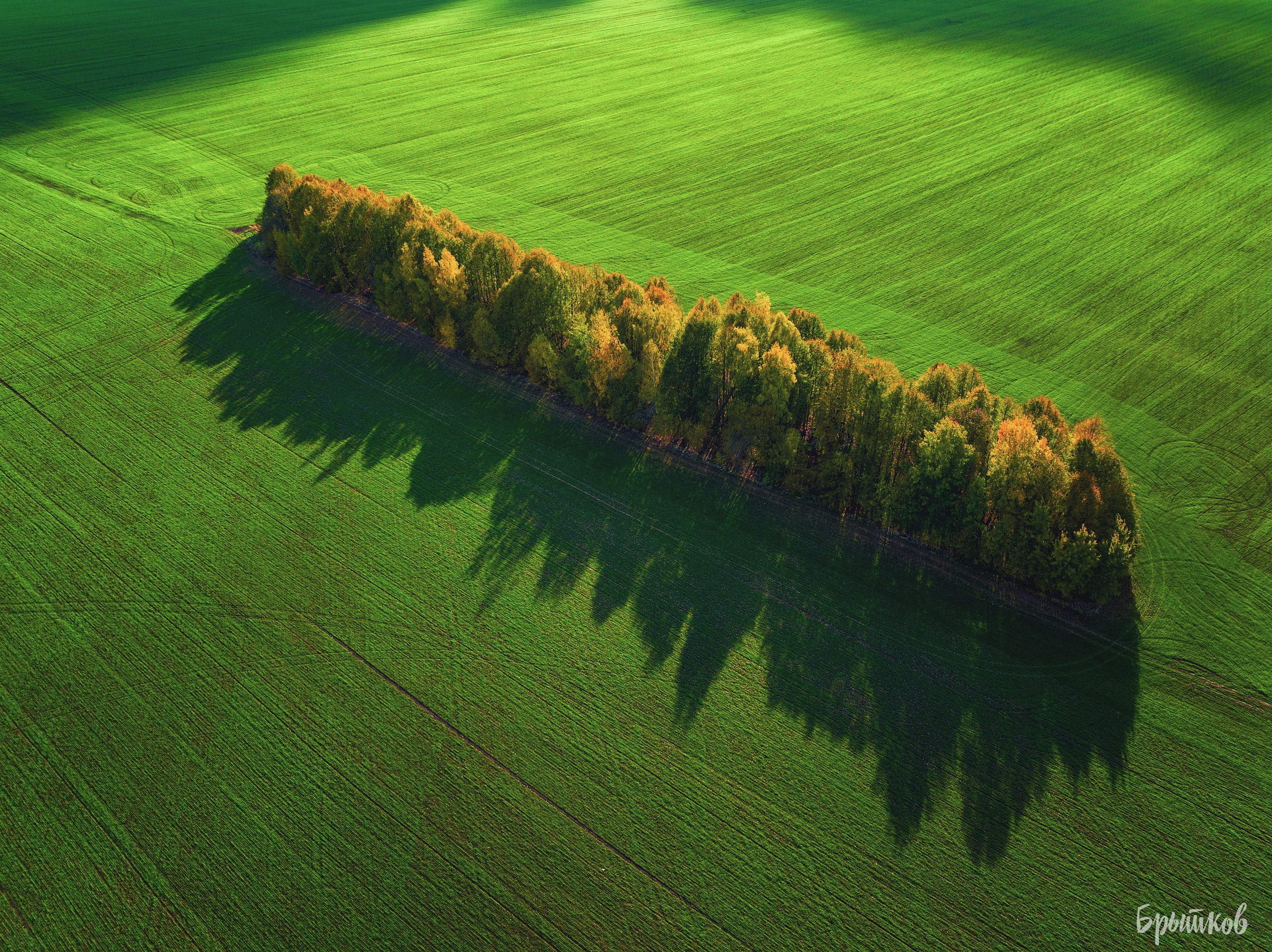 Желто-зеленые осенние поля. Николай Брытков — фотограф в Туле