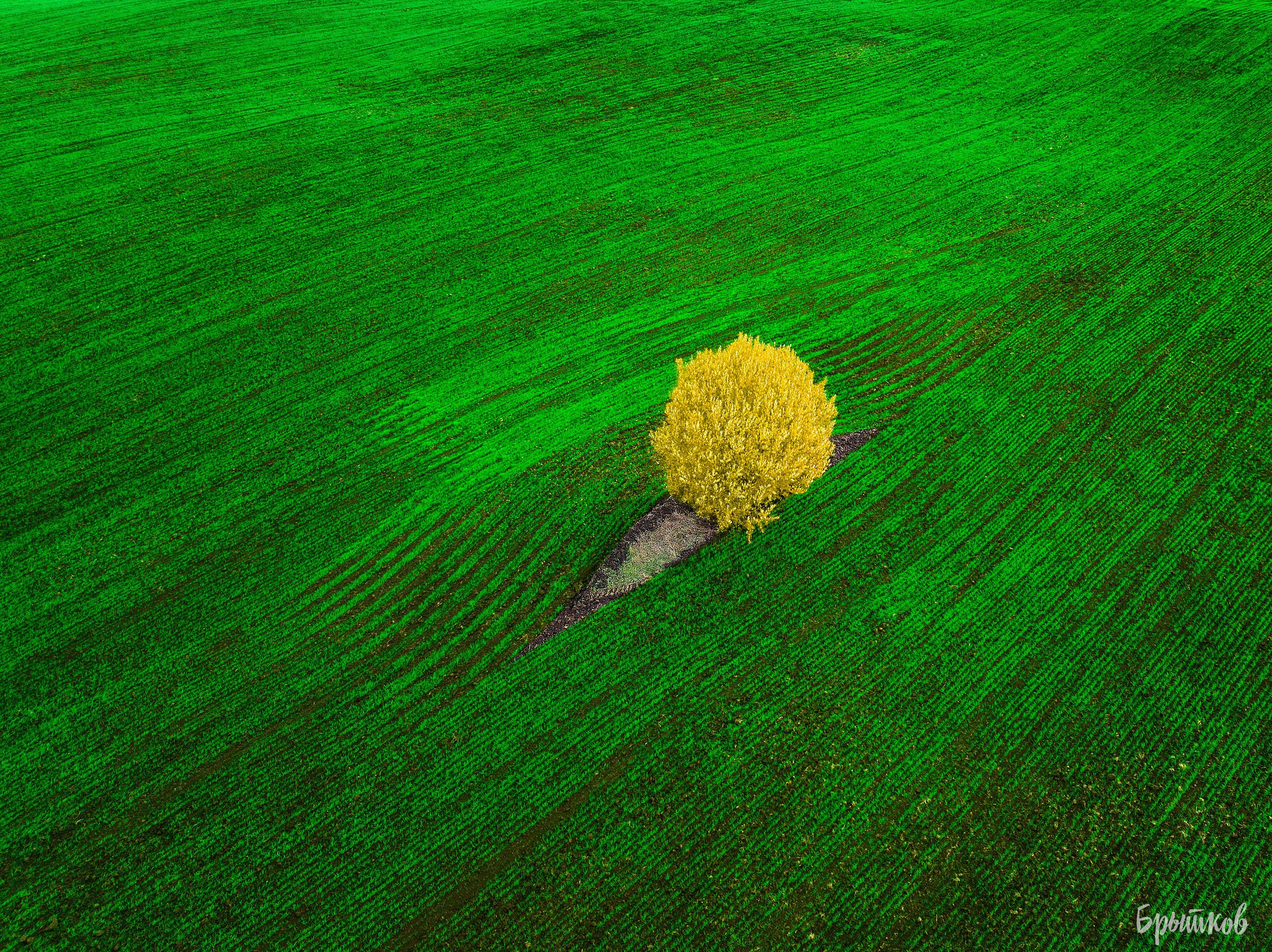 Желто-зеленые осенние поля. Николай Брытков — фотограф в Туле