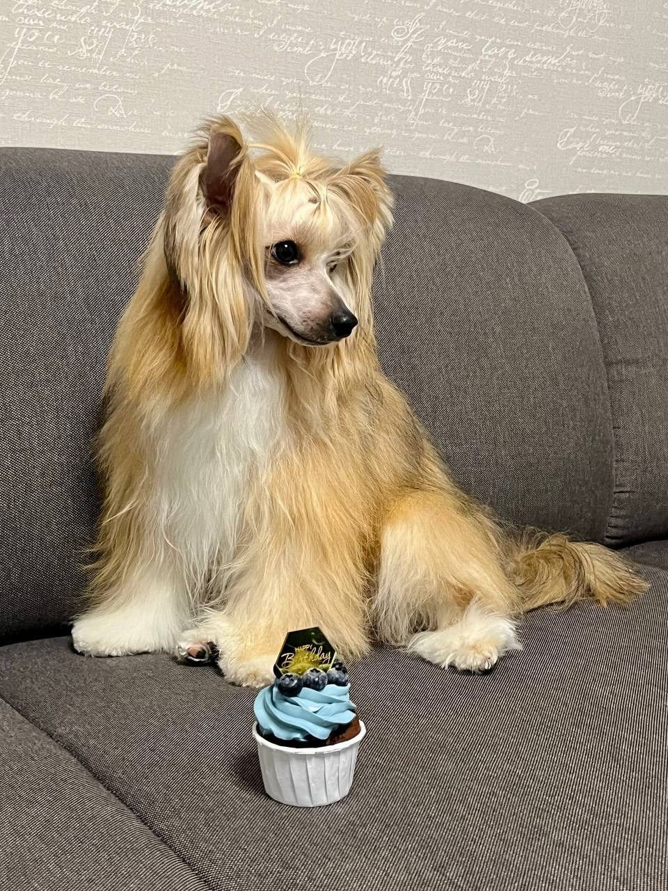 Велес (Poale Ell Veles) — годик!. Питомник китайских хохлатых собак Poale Ell: купить щенка