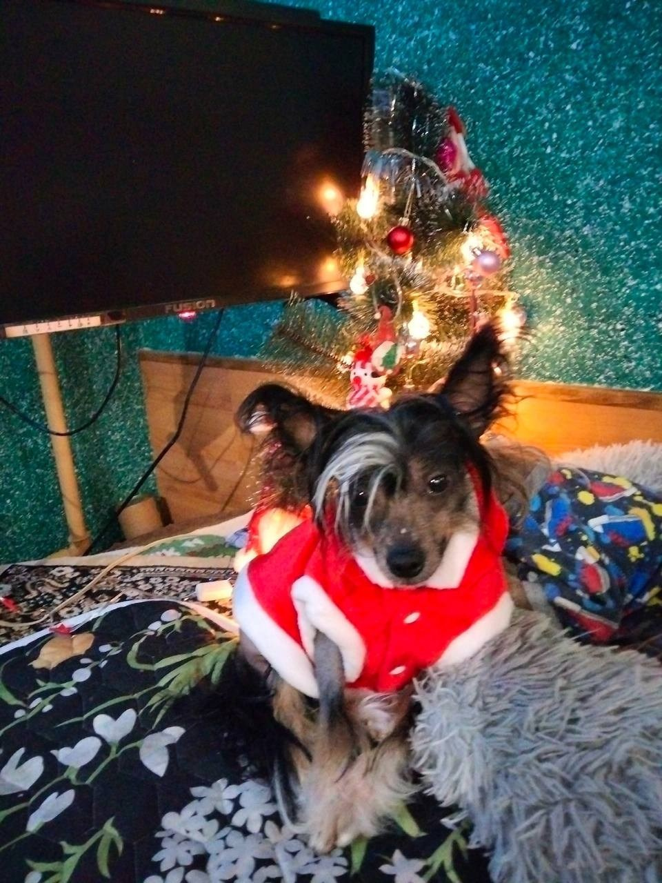 Винсент (Poale Ell Vinsent) — годик!. Питомник китайских хохлатых собак Poale Ell: купить щенка