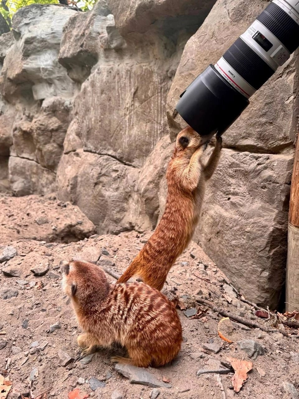 Фотограф-АниМалист Анна Абрамова