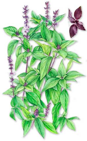 Масло базилика/basil. VDAO.RU — исцеляющие практики