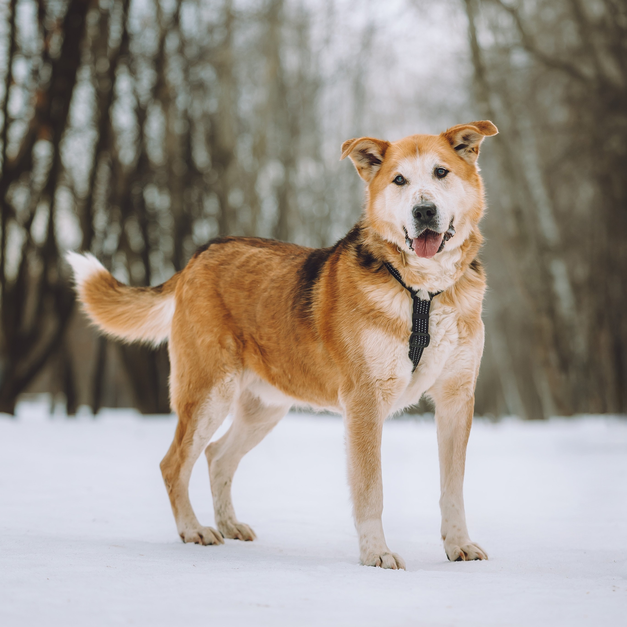 Ищут дом. Забери домой друга