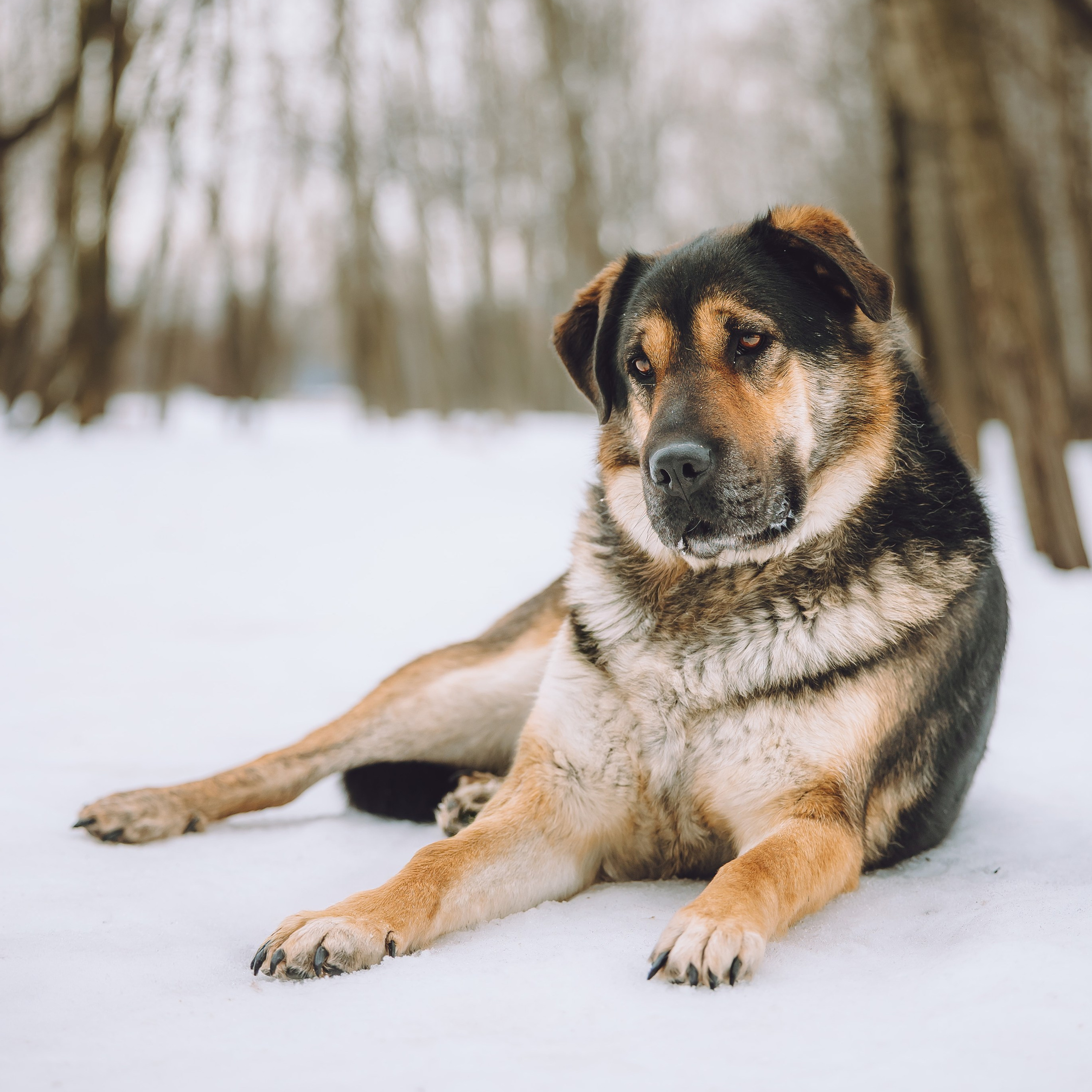 Ищут дом. Забери домой друга