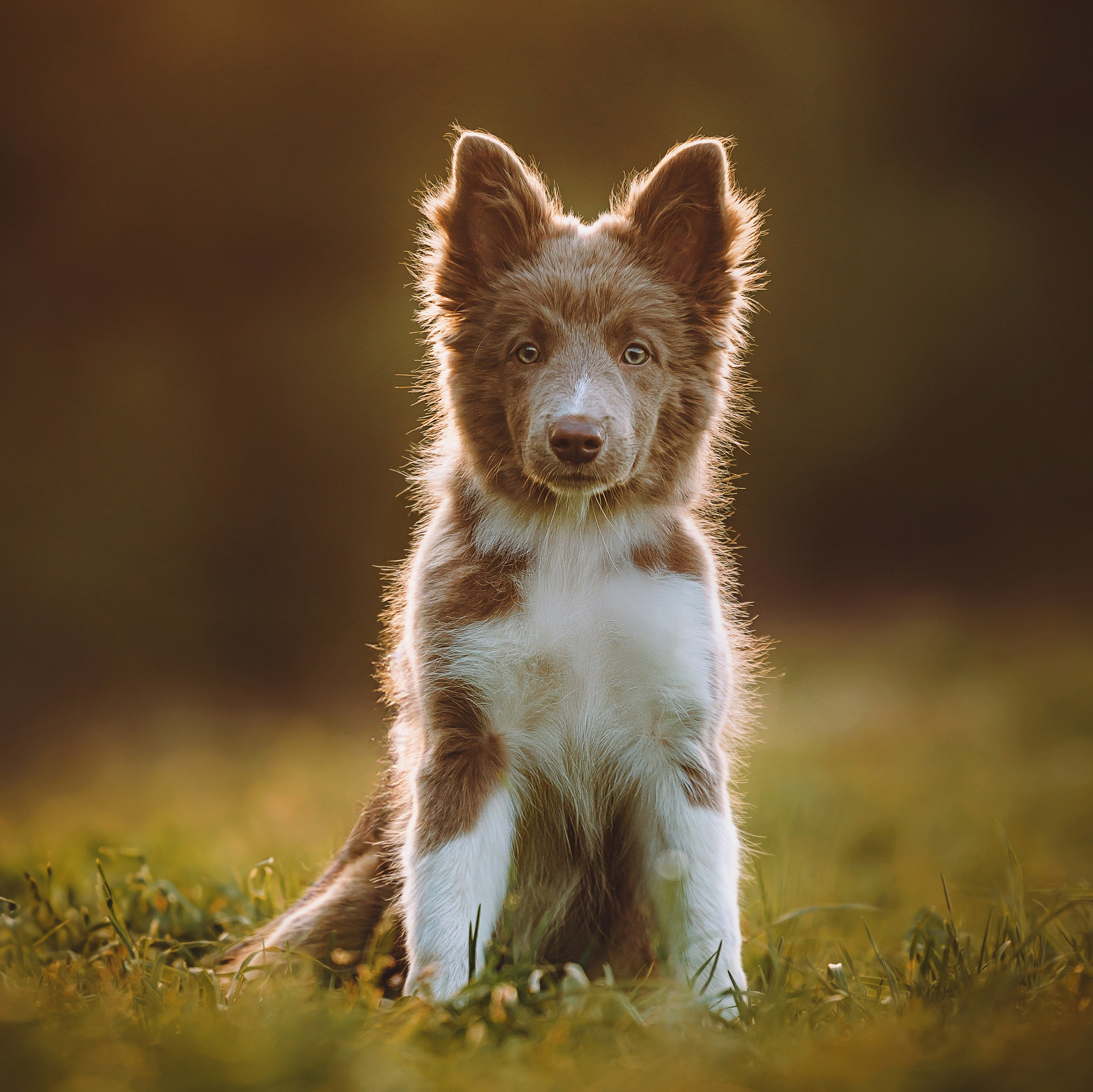 Курсы на фотографа-анималиста