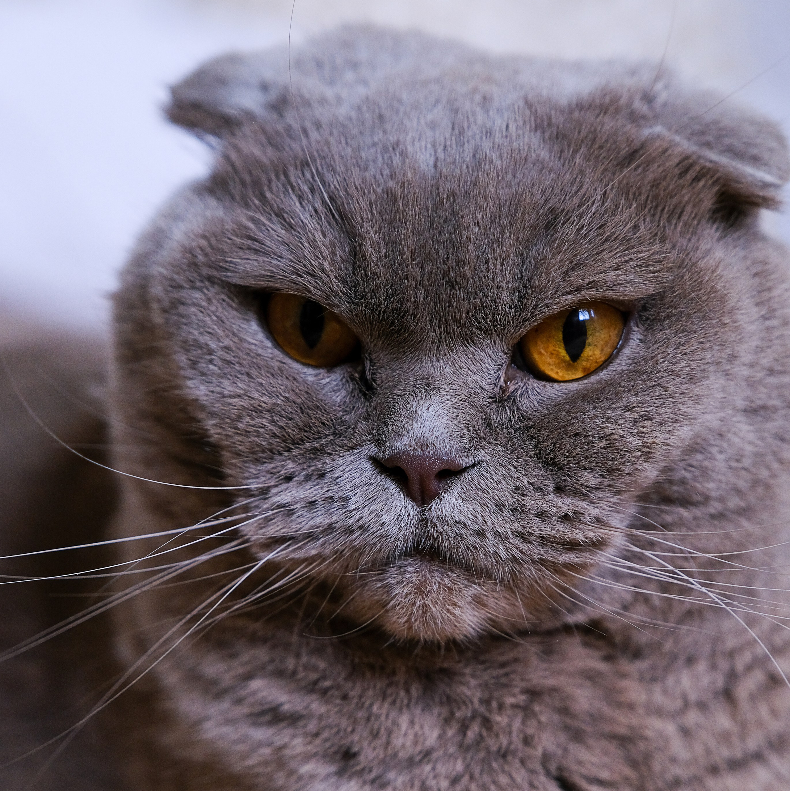 Bio and contacts. Sia Levine Design