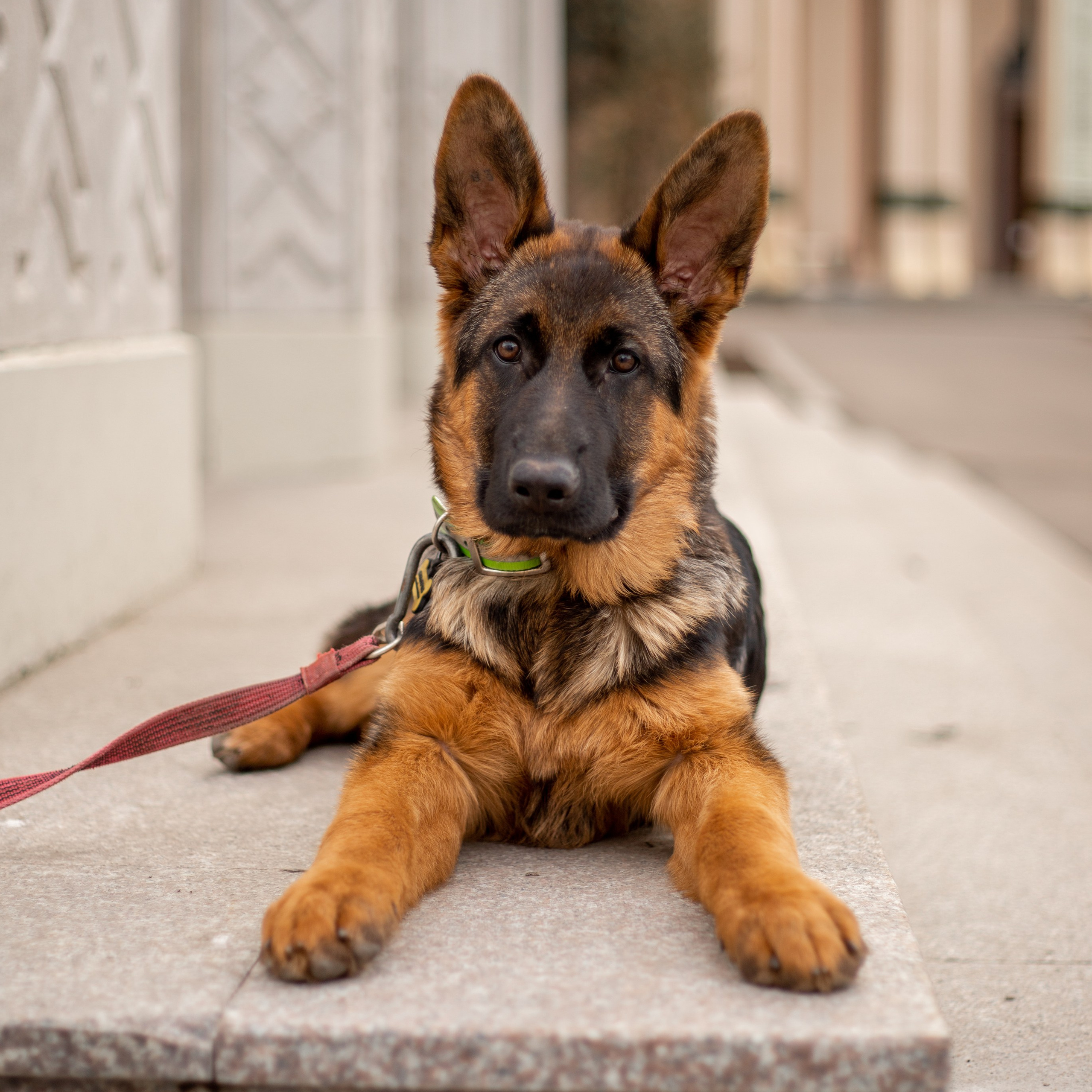 Услуги. Фотосессии с лошадьми в Москве и МО