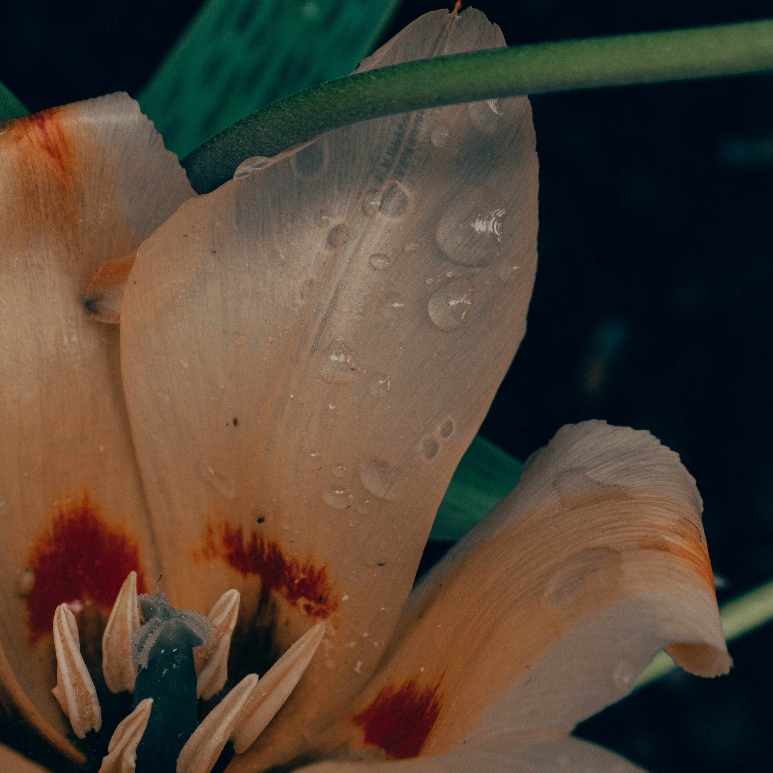 Сотрудничество. Виктория Князева| фотограф из Санкт-Петербурга